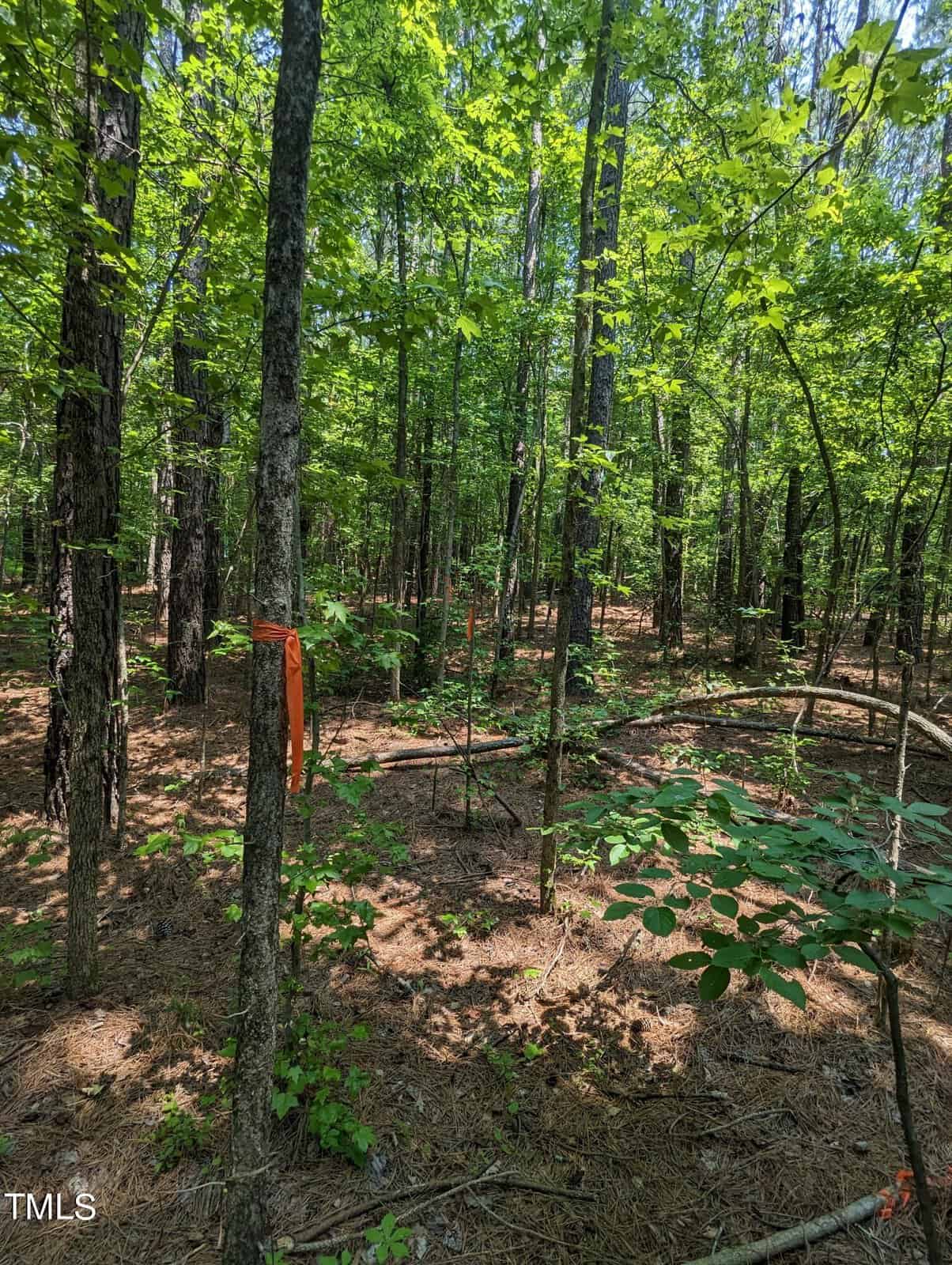A lush forest with tall green trees and a forest floor covered with pine needles. An orange ribbon is tied around a tree trunk in the foreground, standing out against the natural scenery. Sunlight filters through the canopy.