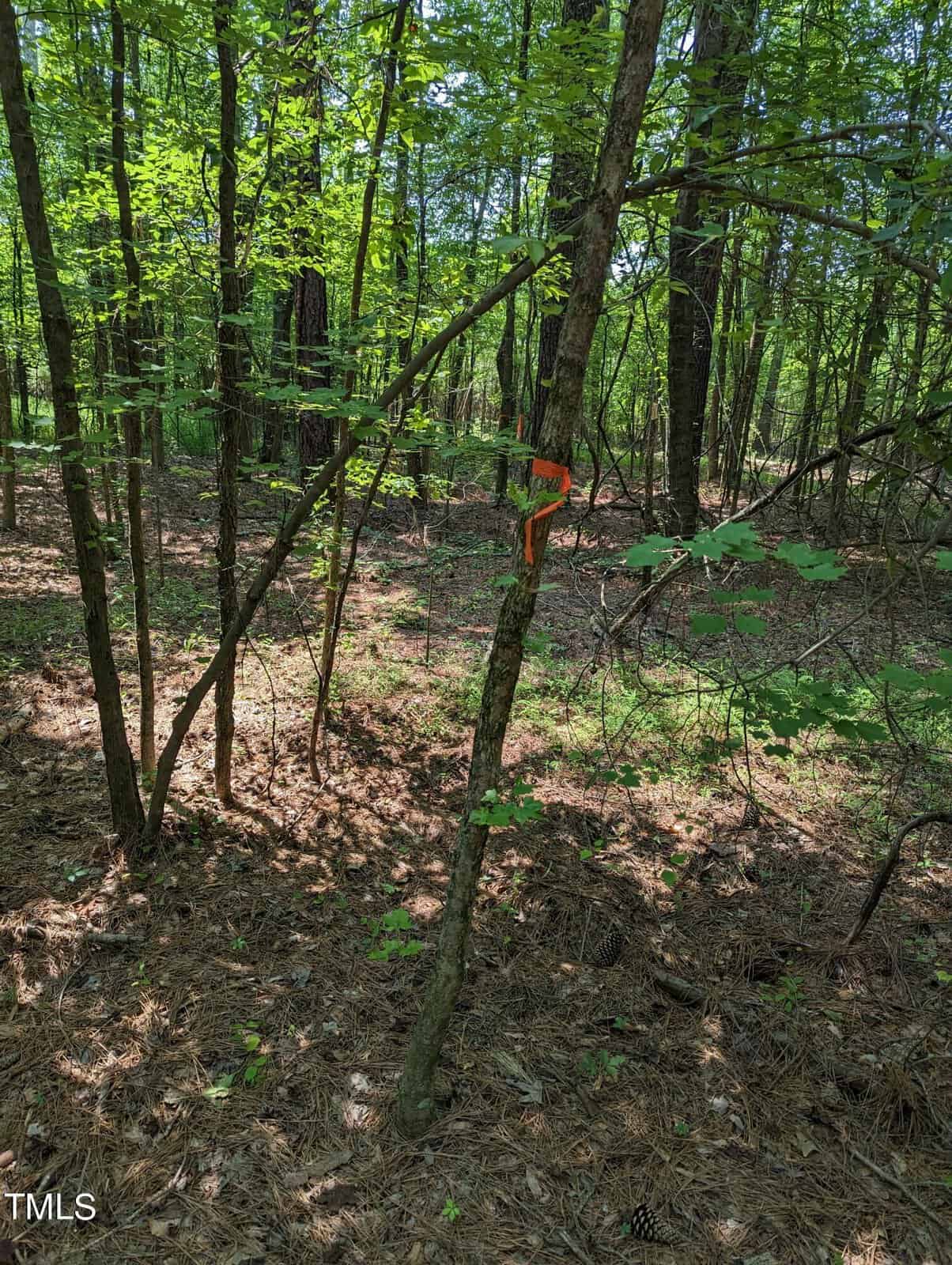 A forested area with thin tree trunks and green foliage. Sunlight filters through the leaves, highlighting a small orange triangular sign attached to one of the trees. The ground is covered in brown pine needles.
