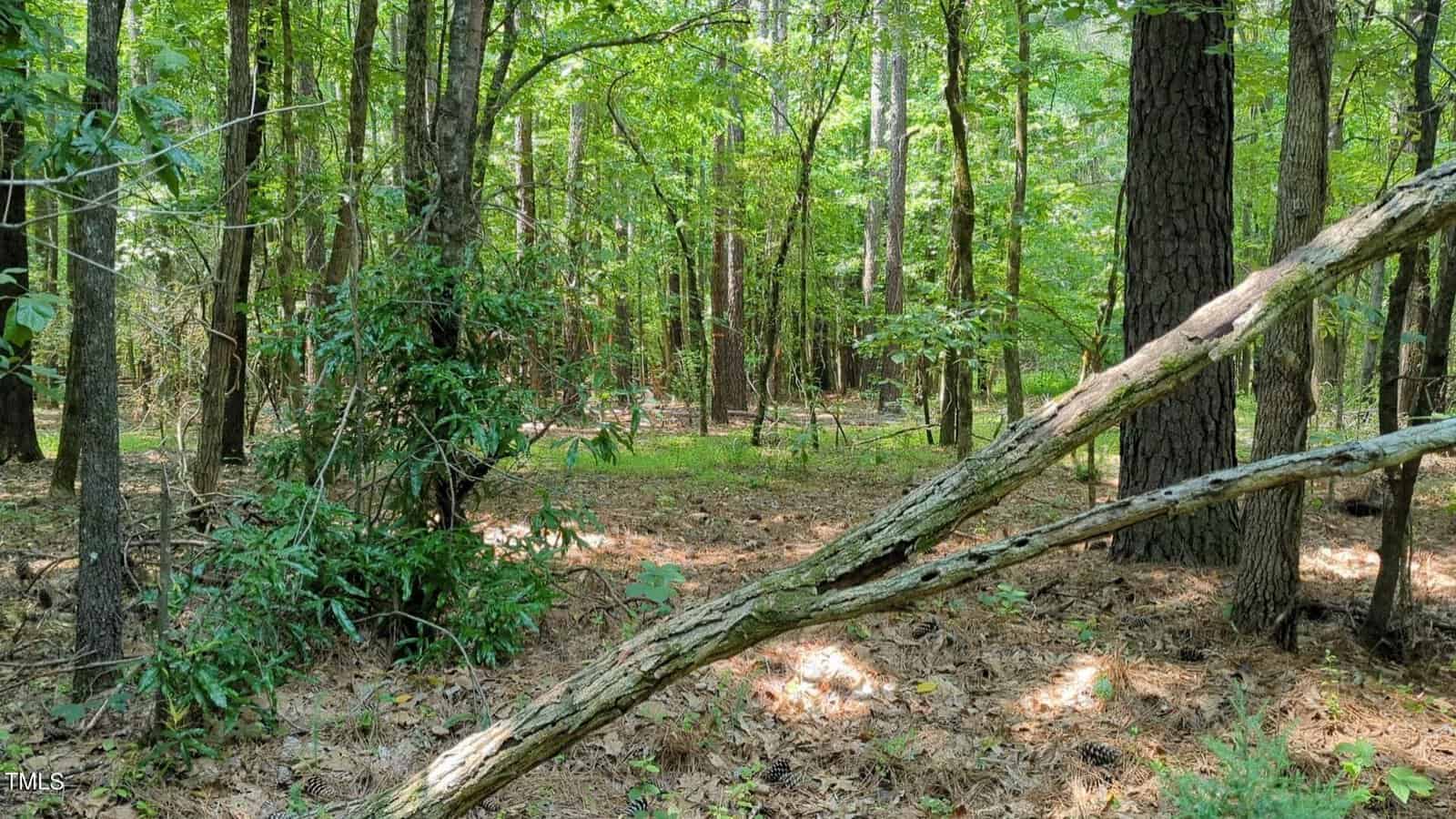 A serene forest scene with tall trees and dappled sunlight filtering through the leaves. A fallen log lies across the forest floor, surrounded by green undergrowth and scattered pine needles.