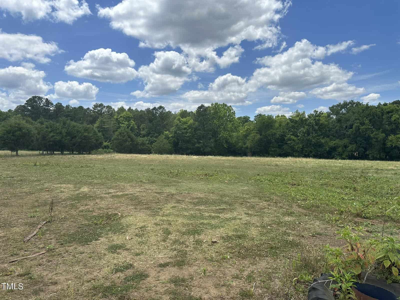 A wide, grassy field with scattered green plants under a partly cloudy sky. Trees line the horizon in the distance, and a few small plants are visible in the foreground on the right.