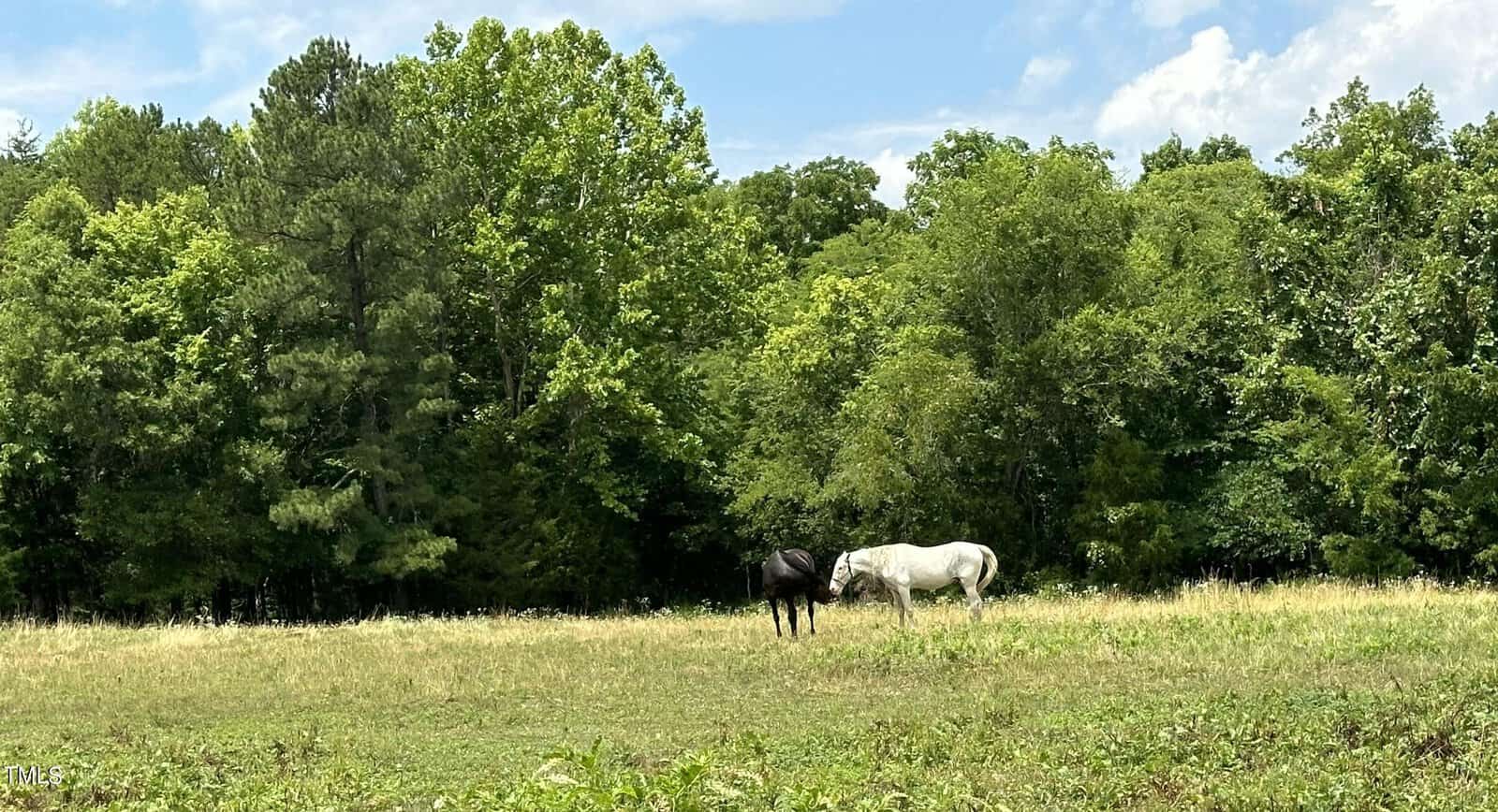 Two horses, one black and one white, graze in a grassy field bordered by a dense green forest under a partly cloudy sky.