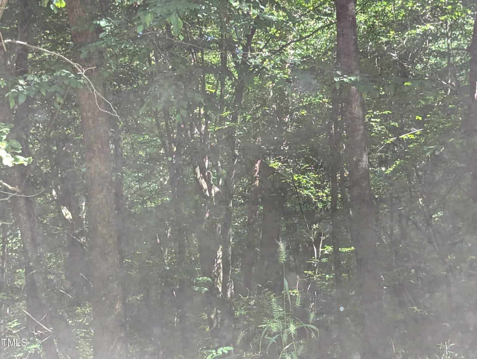 A dense forest scene with tall trees and abundant green foliage. Sunlight filters through the leaves, creating a dappled light effect on the forest floor. The image appears slightly obscured by haze or mist.