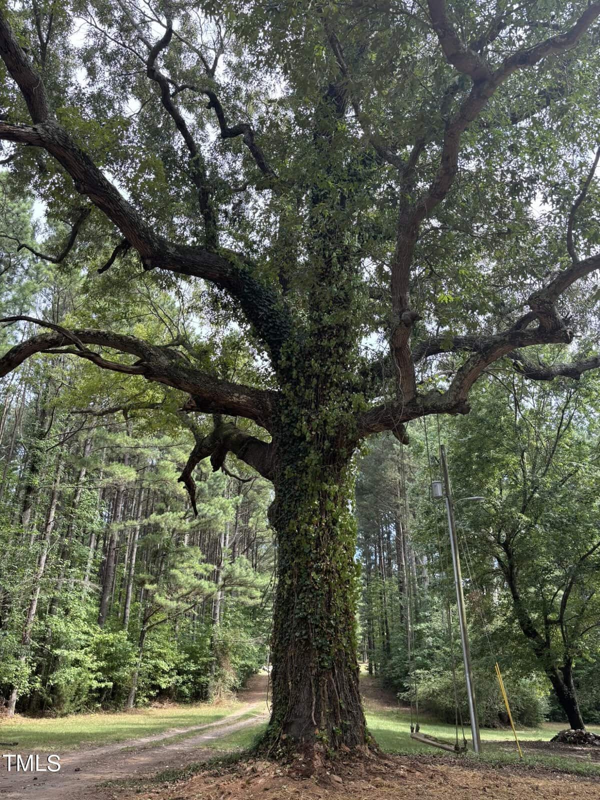 A large tree with a thick trunk and sprawling branches, covered in ivy, stands prominently in a forested area. Surrounding the tree are many tall, slender trees, and a dirt path winds through the scene. The sky is partly visible through the foliage.