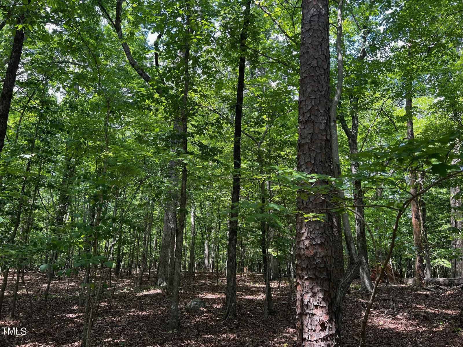 A sunlit forest with tall, green-leaved trees and a brown, leaf-covered ground. Sunlight filters through the dense foliage, casting dappled shadows on the forest floor.