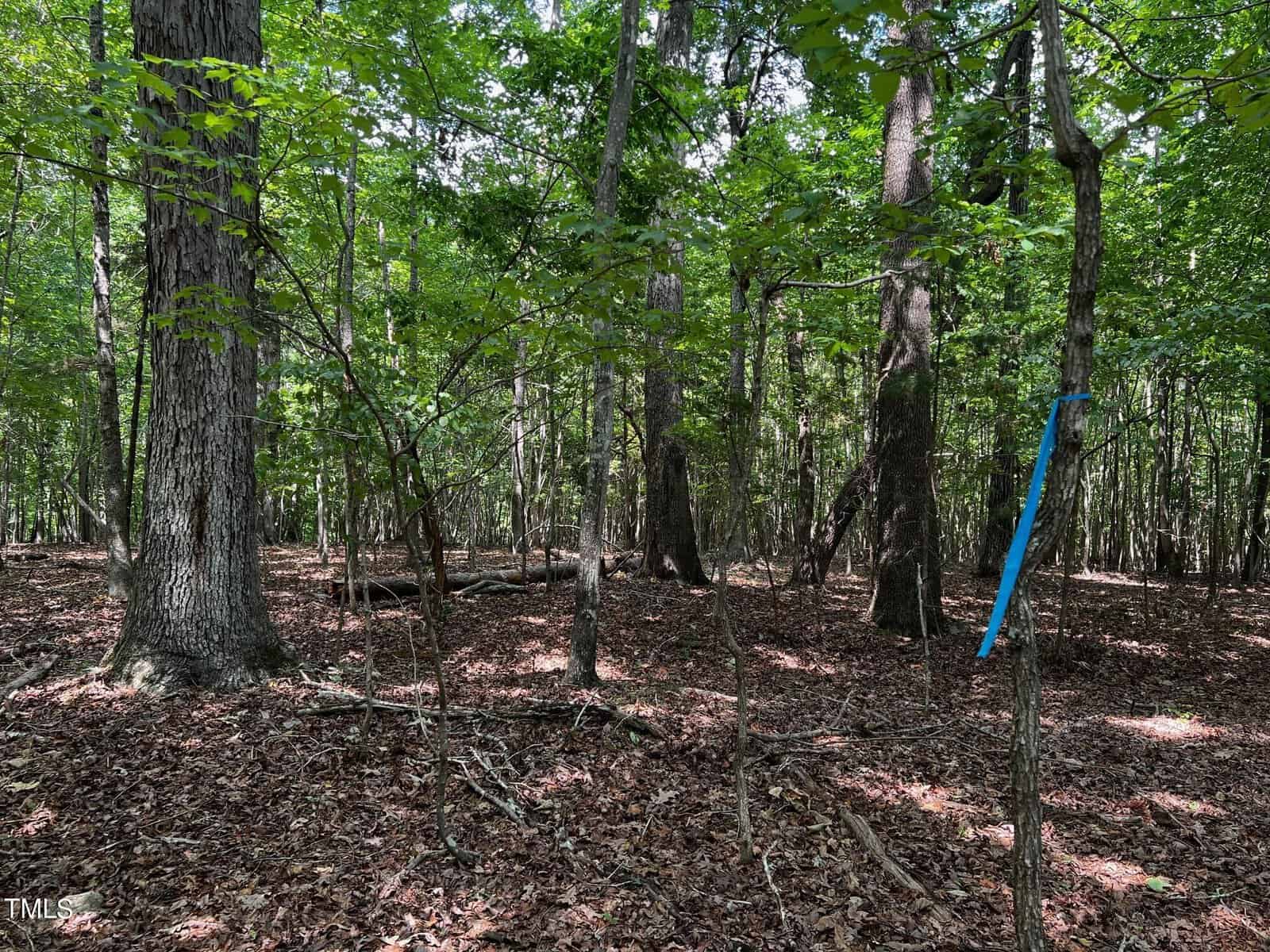 A sunlit forest with densely packed trees and a forest floor covered in dry leaves and twigs. A blue ribbon is tied around one of the tree trunks on the right.
