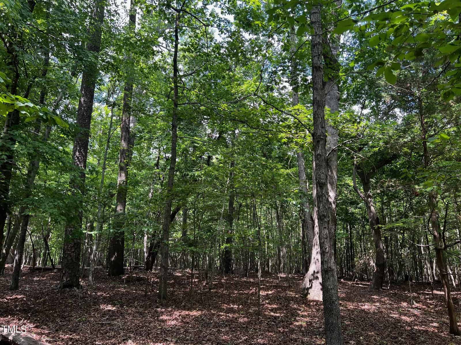 A serene forest scene with tall trees and lush green leaves under a clear blue sky. Sunlight filters through the canopy, casting dappled shadows on the leaf-covered forest floor.