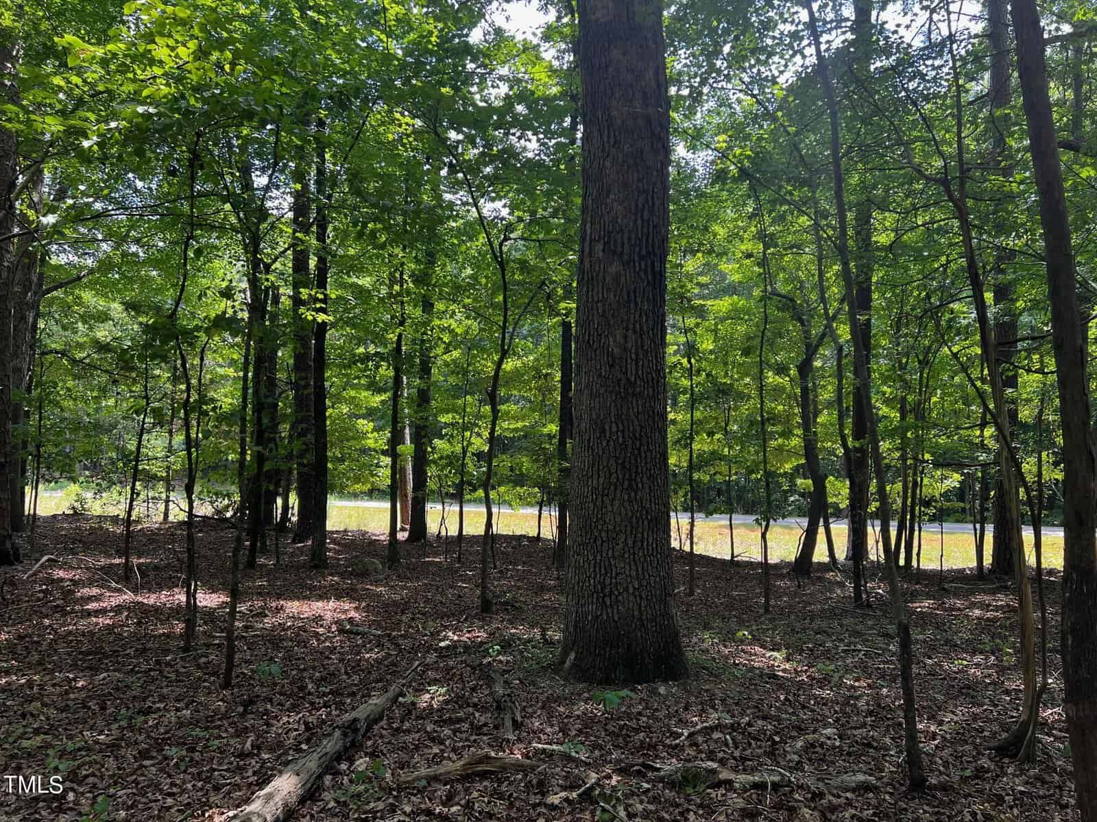 A serene forest with sunlight filtering through the green leaves of tall trees. The ground is covered in leaves and scattered branches. A glimpse of a river can be seen in the background, adding to the tranquil atmosphere.
