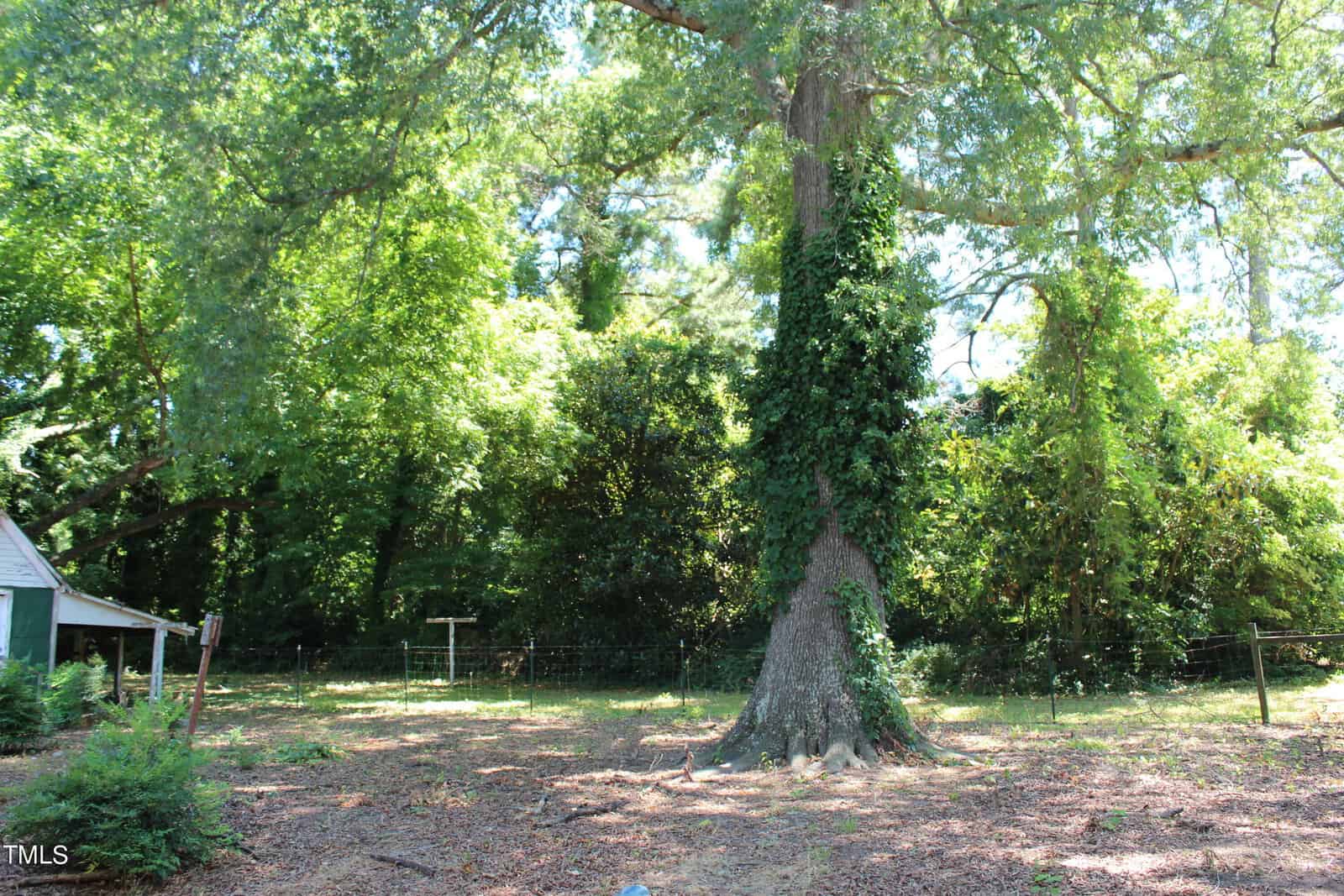 A backyard scene with a large tree covered in ivy at the center. The yard has patches of grassy ground, surrounded by dense greenery and tall bushes. A small wooden structure is partially visible on the left side of the image. Sunlight filters through the leaves.