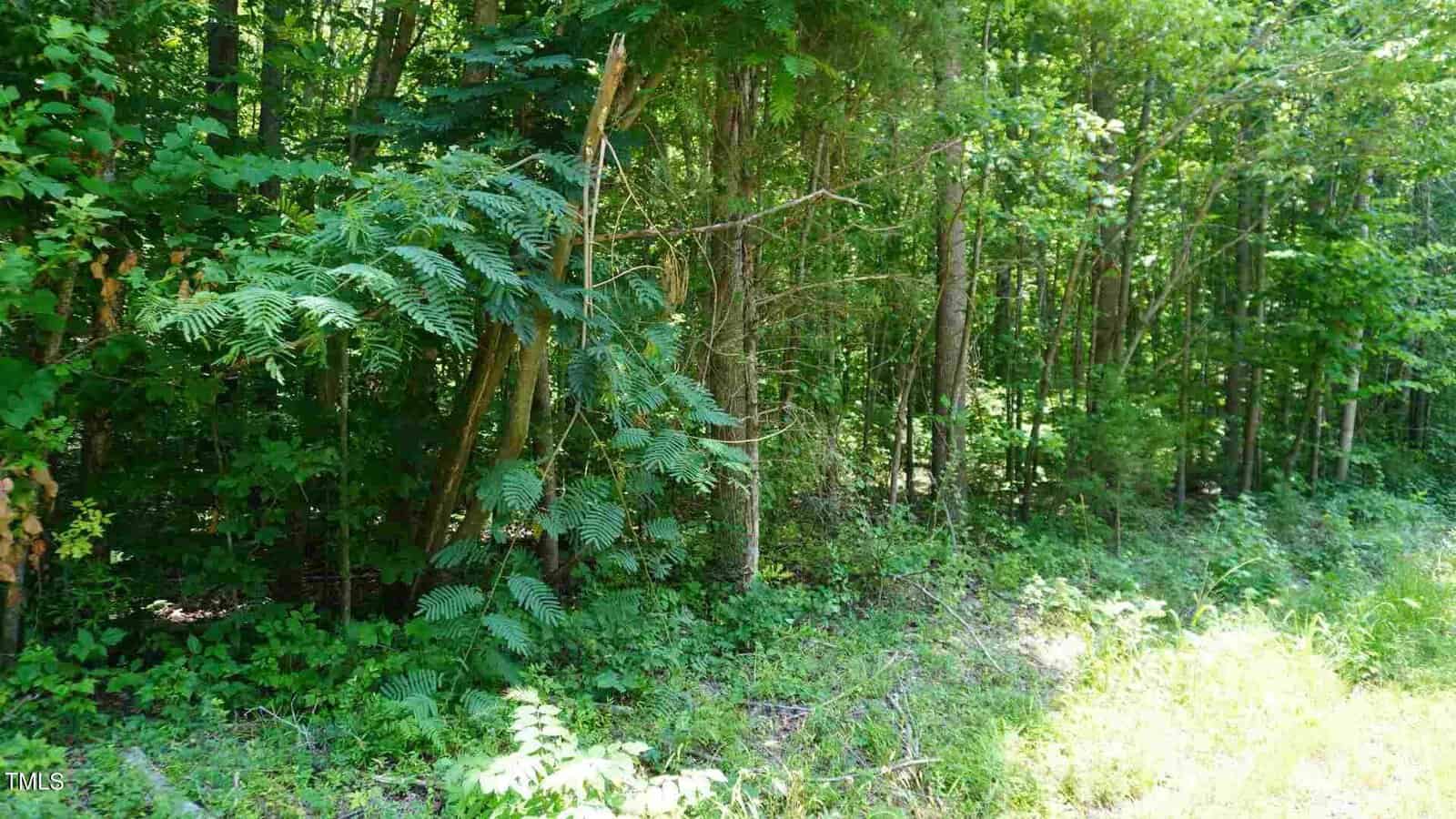 Dense green forest with various trees and undergrowth. Sunlight filters through the canopy, creating patches of light on the forest floor. Lush foliage dominates the scene, with a clear contrast between light and shadow.
