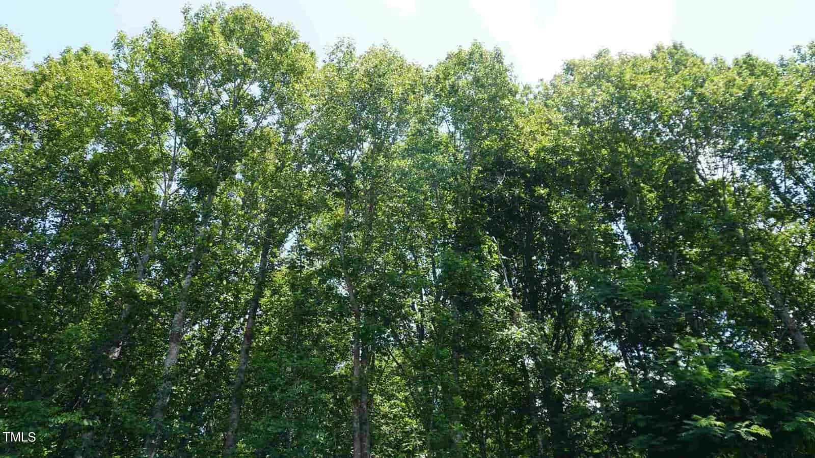 Tall trees with dense green foliage reach upward towards a clear sky. Sunlight filters through the leaves, creating a vibrant, natural setting.