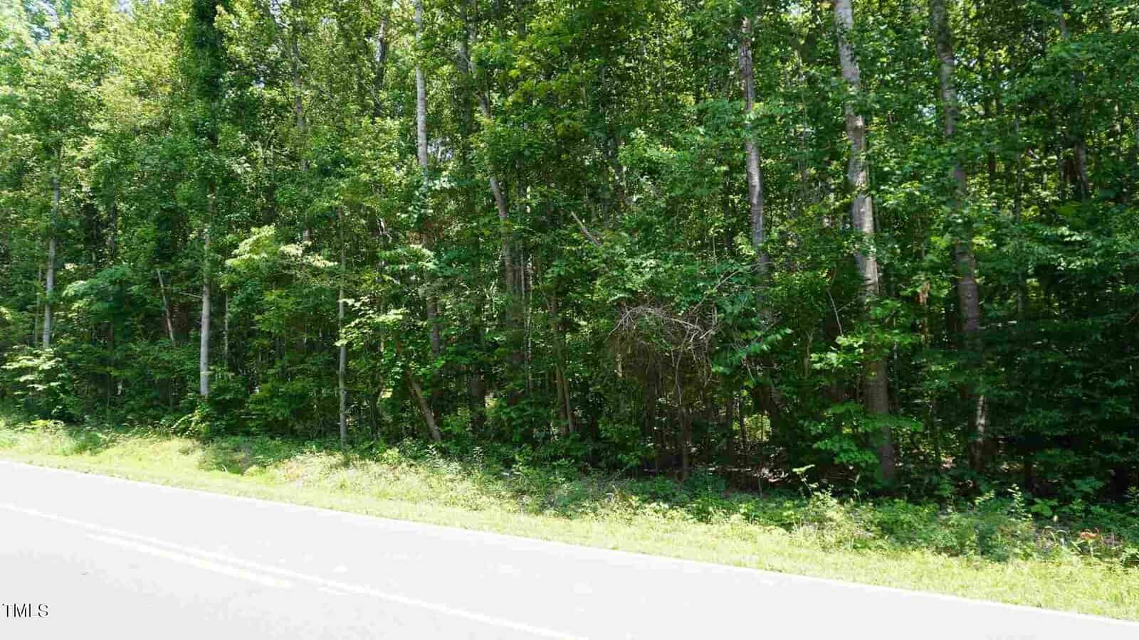 A road runs alongside dense forest with tall, leafy green trees under bright sunlight. The forest appears lush and thick, with a variety of trees forming a green wall next to the road. The scene conveys a sense of nature and tranquility.