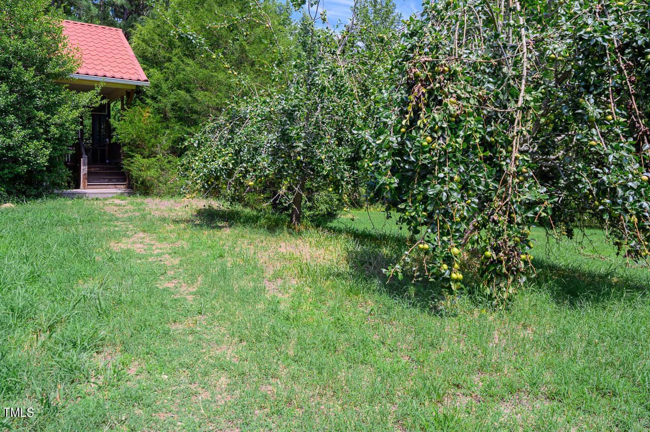 A lush green yard featuring fruit-laden trees, with a small building in the background. The red roof of the building peeks through the foliage under a clear blue sky. .