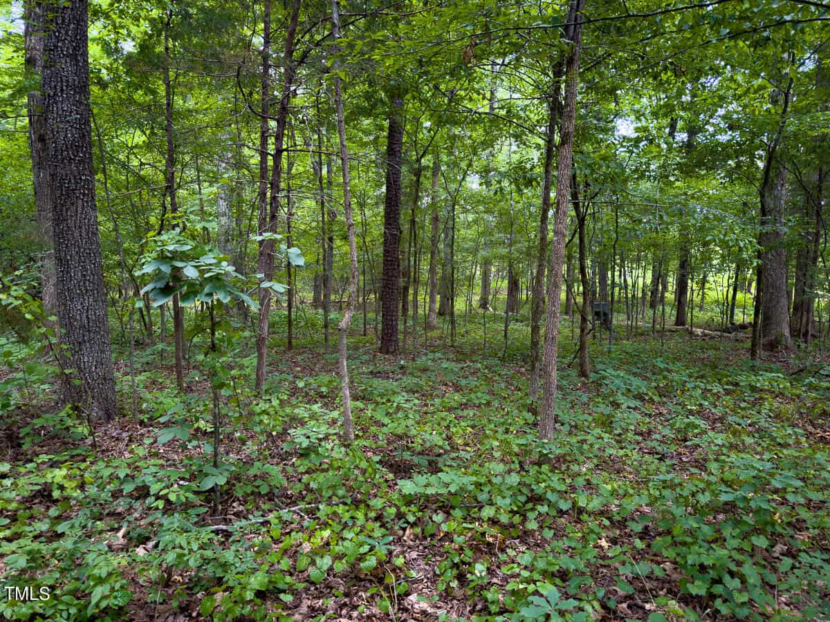 A lush green forest with tall trees and dense undergrowth. Sunlight filters through the leaves, creating dappled patterns on the forest floor covered in foliage and fallen leaves.