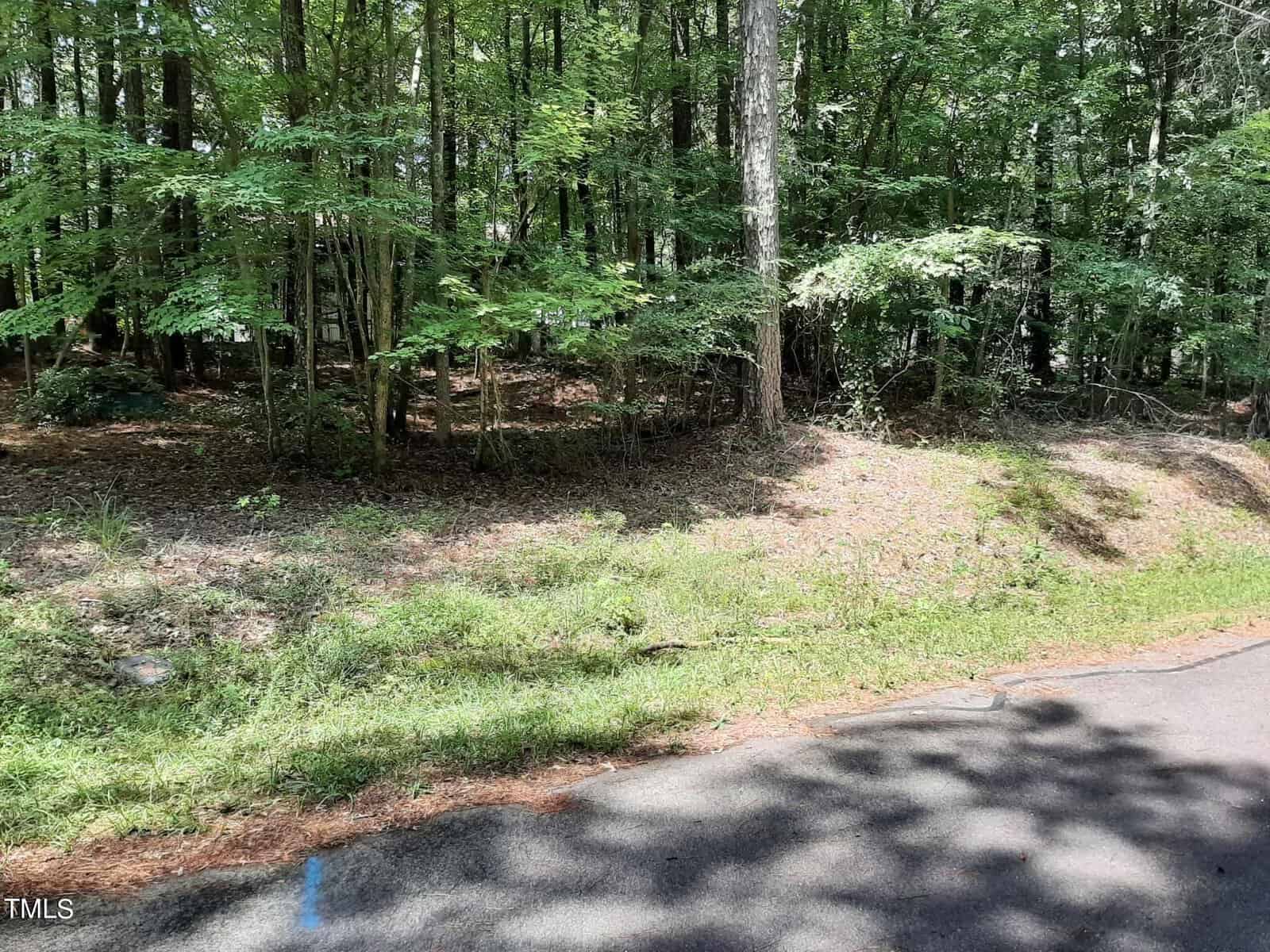 A sunlit patch of grass and dirt beside a paved road borders a dense, green forest with tall trees and leafy undergrowth. Shadows from the trees fall across the road in the foreground.