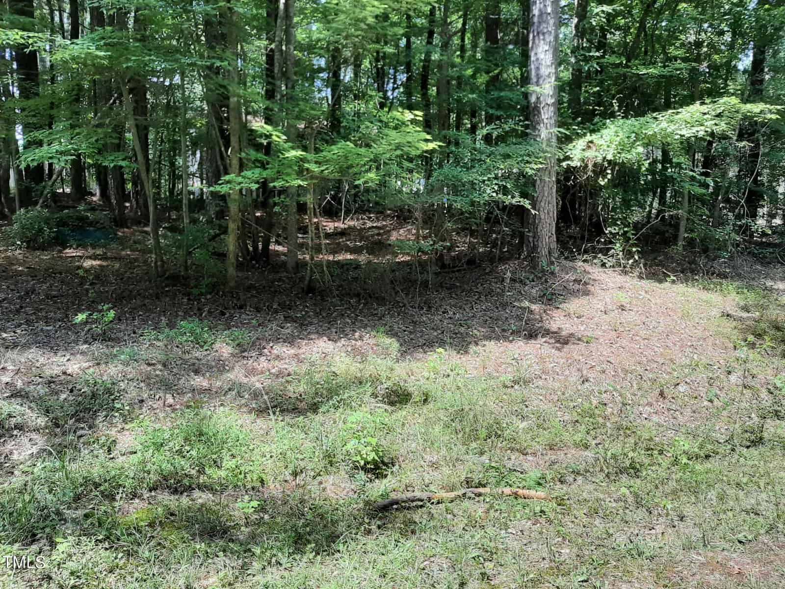 A sunlit forest edge with tall trees, green foliage, and a patch of shaded ground. Grass and small plants cover the forest floor, leading into denser woods in the background.