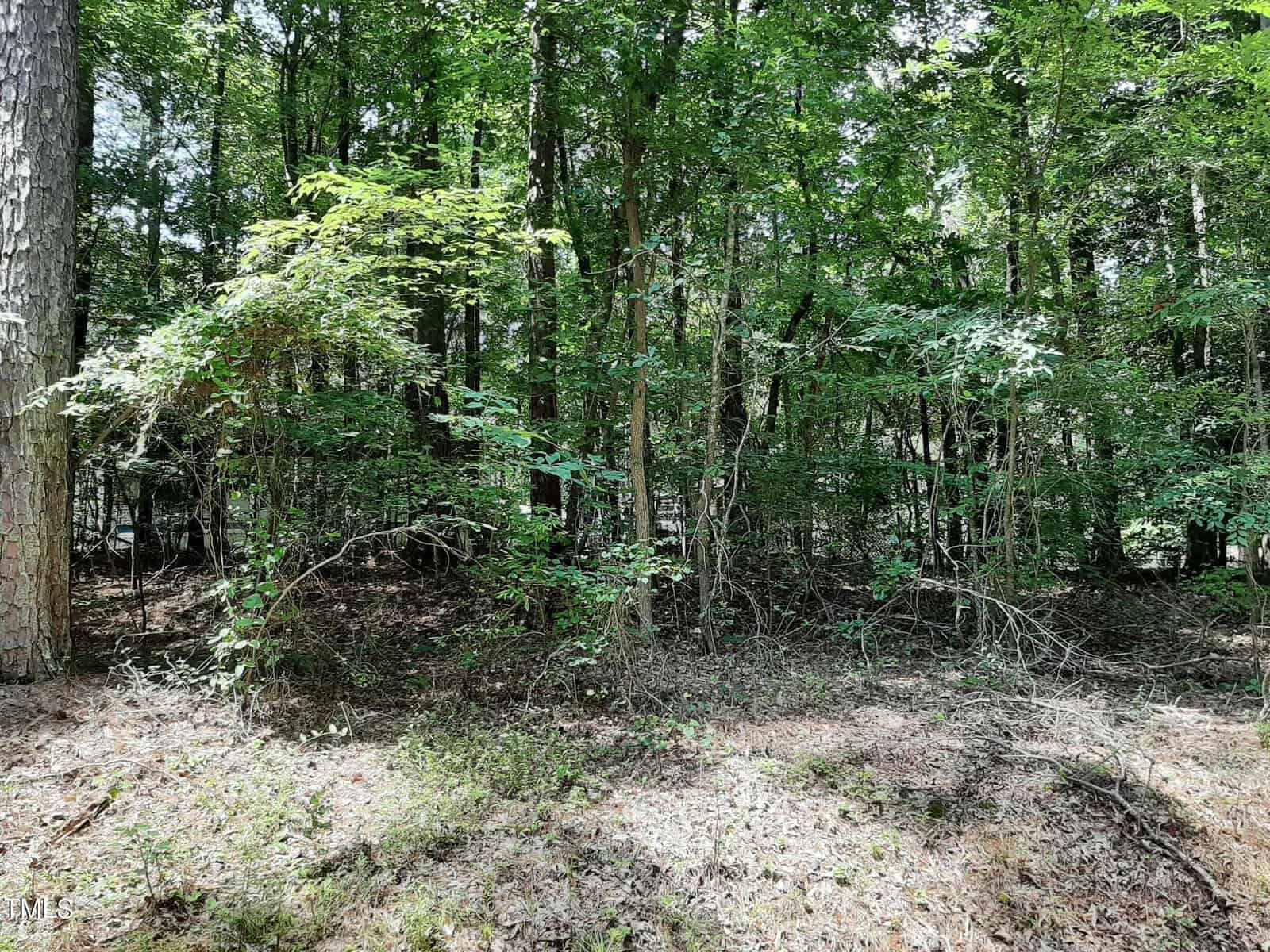 Dense forest area with tall trees, thick green foliage, and underbrush. The ground is covered with dry leaves, twigs, and patches of sunlight filtering through the tree canopy.