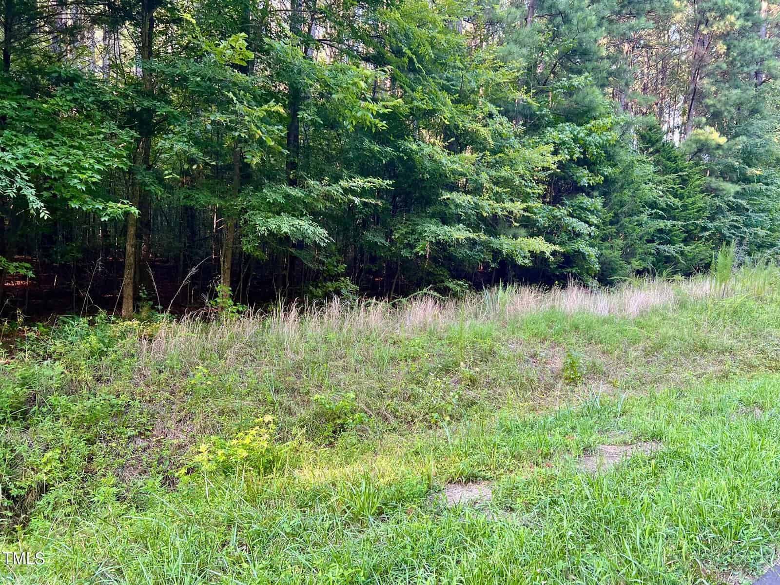 A lush, green forest edge with tall grasses and dense trees. Sunlight filters through the canopy, creating dappled light on the grass. The area is tranquil, with rich foliage and a sense of natural serenity.