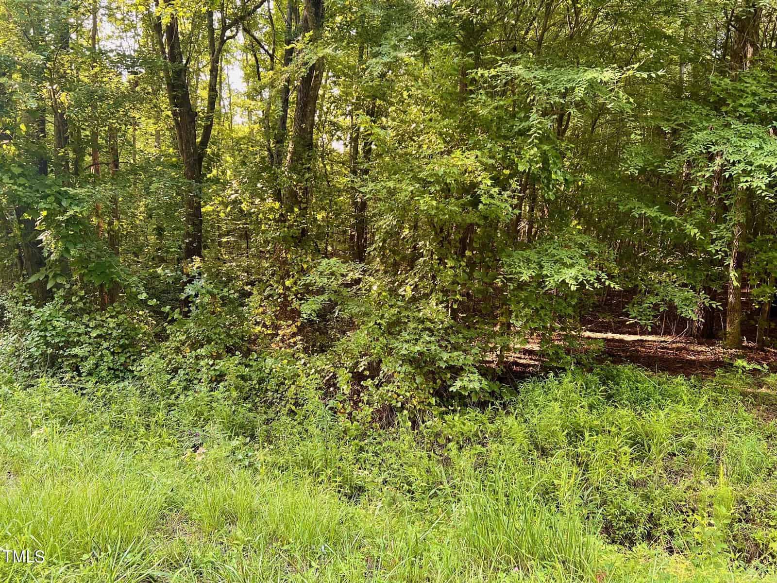 Dense forest with tall trees and thick green foliage. A shady area is visible, surrounded by vibrant grass and undergrowth. Sunlight filters through the leaves, creating a serene natural environment.