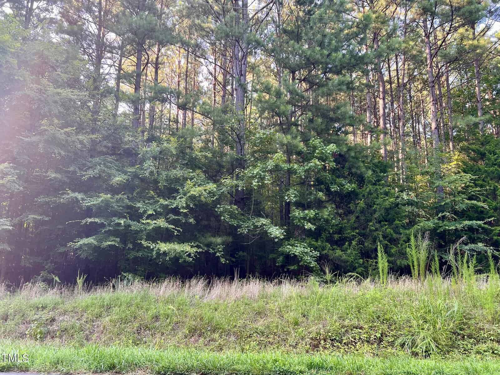 A lush forest with a variety of tall trees and dense greenery. Sunlight filters through the leaves, creating a soft glow. In the foreground, there's a grassy area with wild plants and bushes.