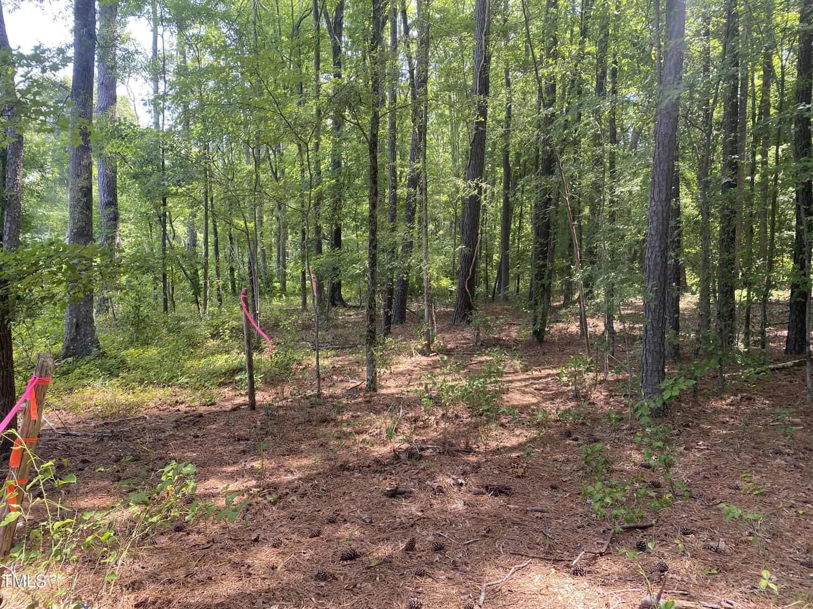 A wooded area with tall trees and sparse underbrush stretches along Bodie Currin Road in Oxford. Pink ribbons are tied to some trees, possibly marking a path or boundary. Sunlight filters through the leaves, illuminating the forest floor.