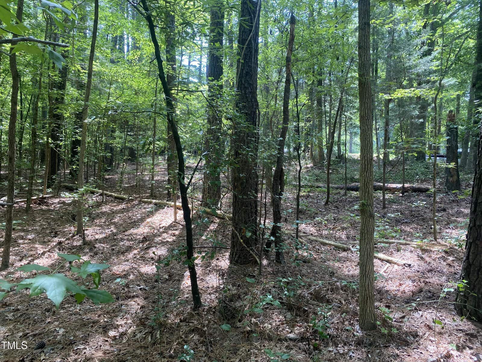 A wooded area with tall, slender trees casting shadows on the forest floor. Sunlight filters through the thick canopy, creating patterns of light and shade. The ground is covered with fallen leaves and pine needles.