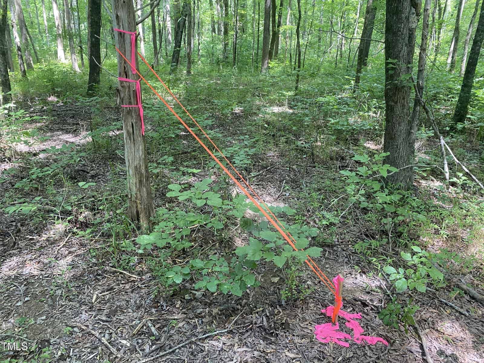 A forest scene with tall trees and dense foliage. A post wrapped with bright pink ribbons is tied to another ribbon staked into the ground, forming a diagonal line across the frame. The ground is covered in leaves and small plants.
