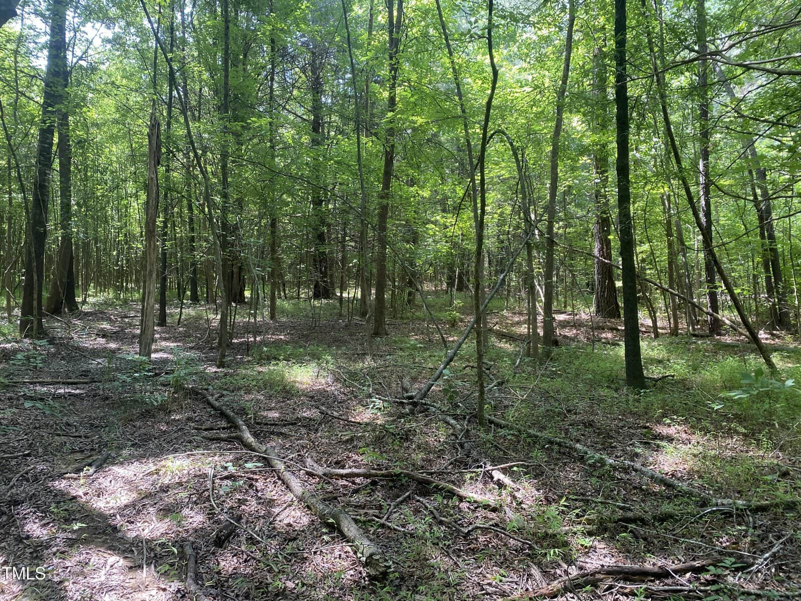 A sunlit forest with tall, slender trees and a lush green canopy. Light filters through the leaves, casting dappled shadows on the forest floor, which is covered with fallen branches and undergrowth.