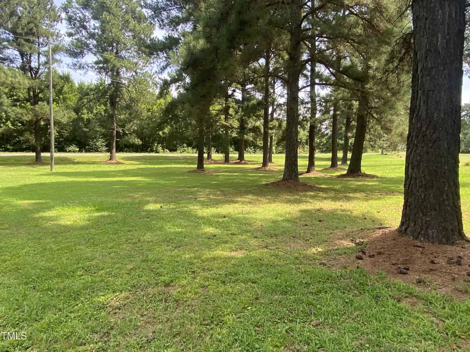 A serene park scene with evenly spaced tall trees casting shadows on a lush green lawn. Sunlight filters through the foliage, illuminating patches of grass. The background shows a dense line of trees against a clear sky.