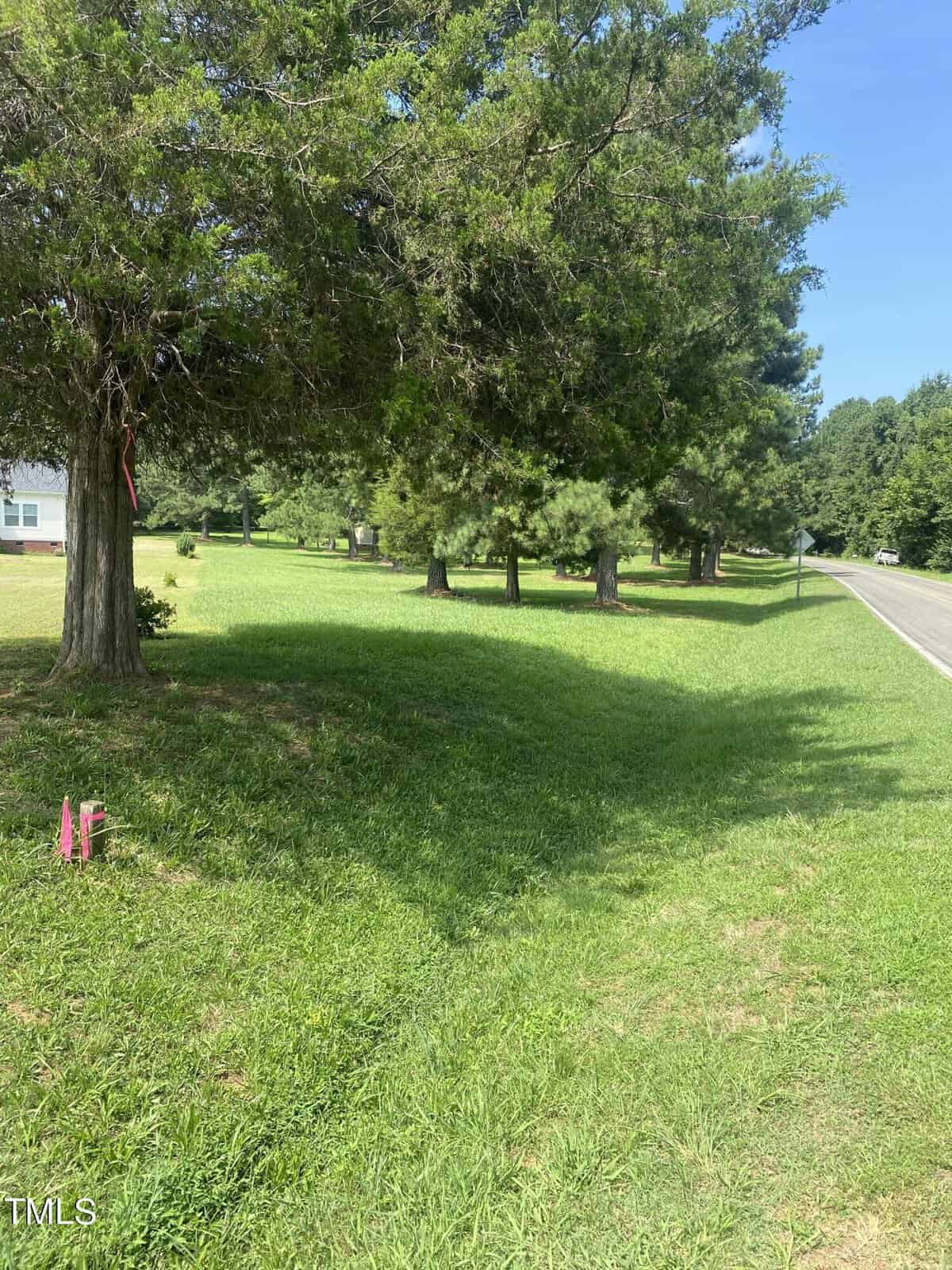 A grassy roadside stretches alongside a row of tall trees under a clear blue sky. The trees cast long shadows on the grass. A few pink markers are visible on the ground near the road.