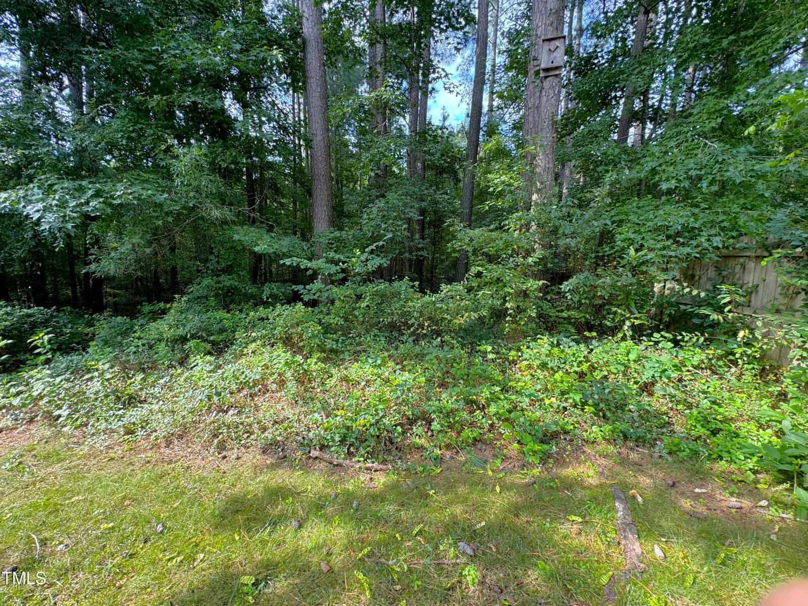 A lush forest area with dense green foliage and tall trees. The ground is covered with grass and small shrubs. Sunlight filters through the leaves, creating patterns on the forest floor. A wooden birdhouse is attached to one of the trees.