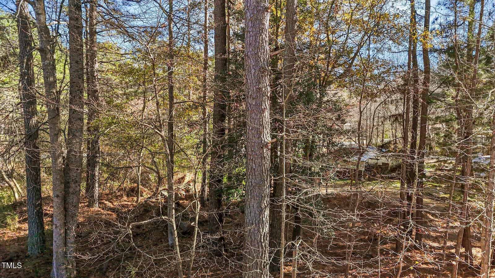 A forested area with tall trees, some with bare branches and others with green leaves, under a clear blue sky. Brown leaves and pine needles cover the ground, and sunlight filters through the trees.