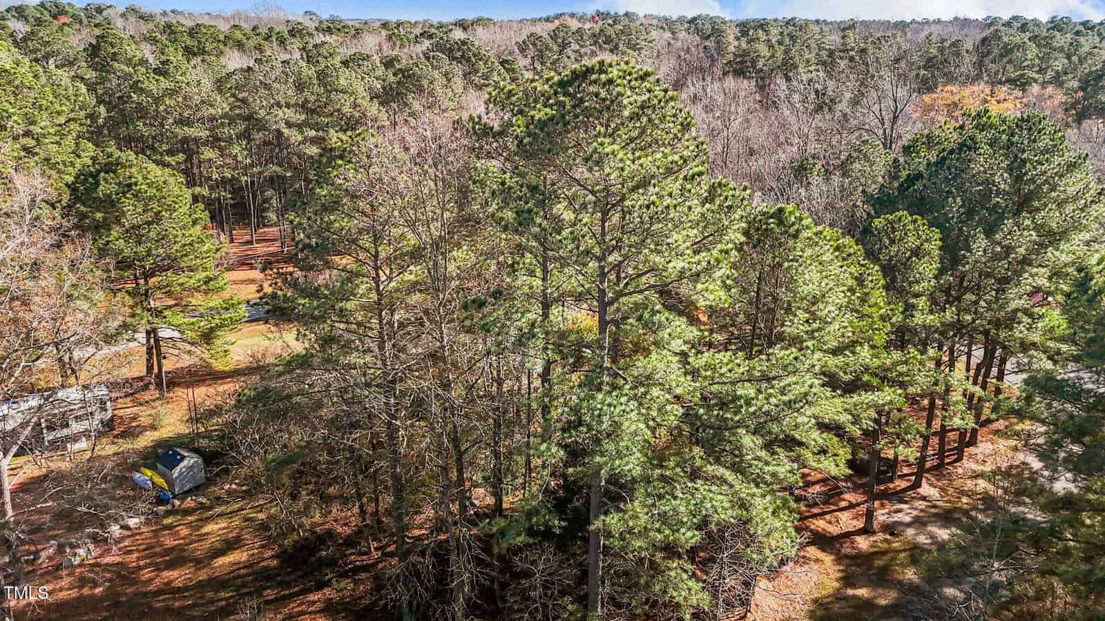 Aerial view of a wooded area with dense pine trees and some leafless trees, a small tent or structure on the ground, and scattered sunlight filtering through the forest.