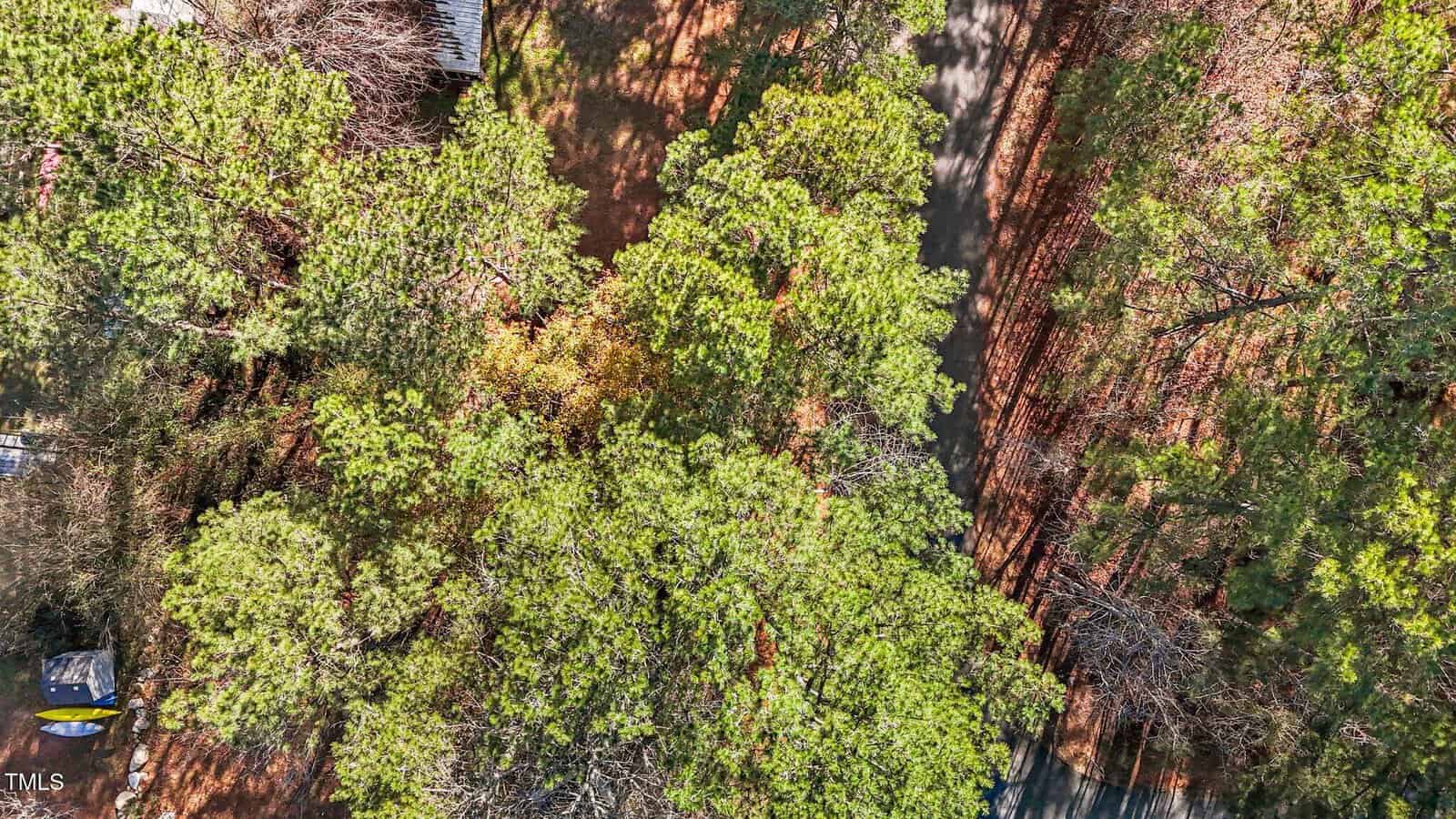 Aerial view of a tree-covered area with dense green pine trees, a narrow road running through the right side, and a few structures partially visible beneath the trees. Shadows from the trees stretch across the ground and road.
