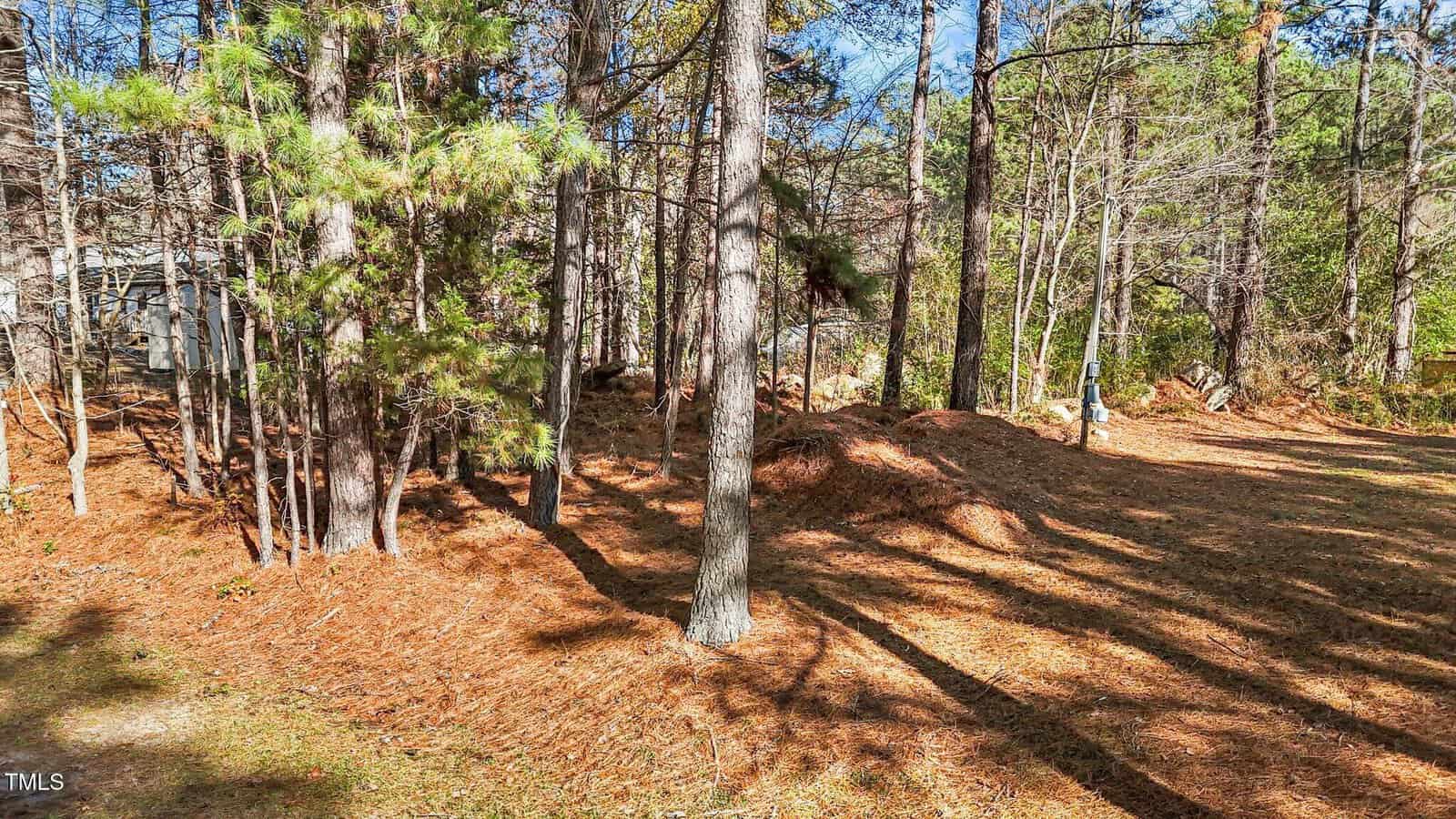 A sunlit wooded area with tall pine trees and a forest floor covered in pine needles, casting long shadows. There is a glimpse of a white structure partially visible on the left behind the trees.