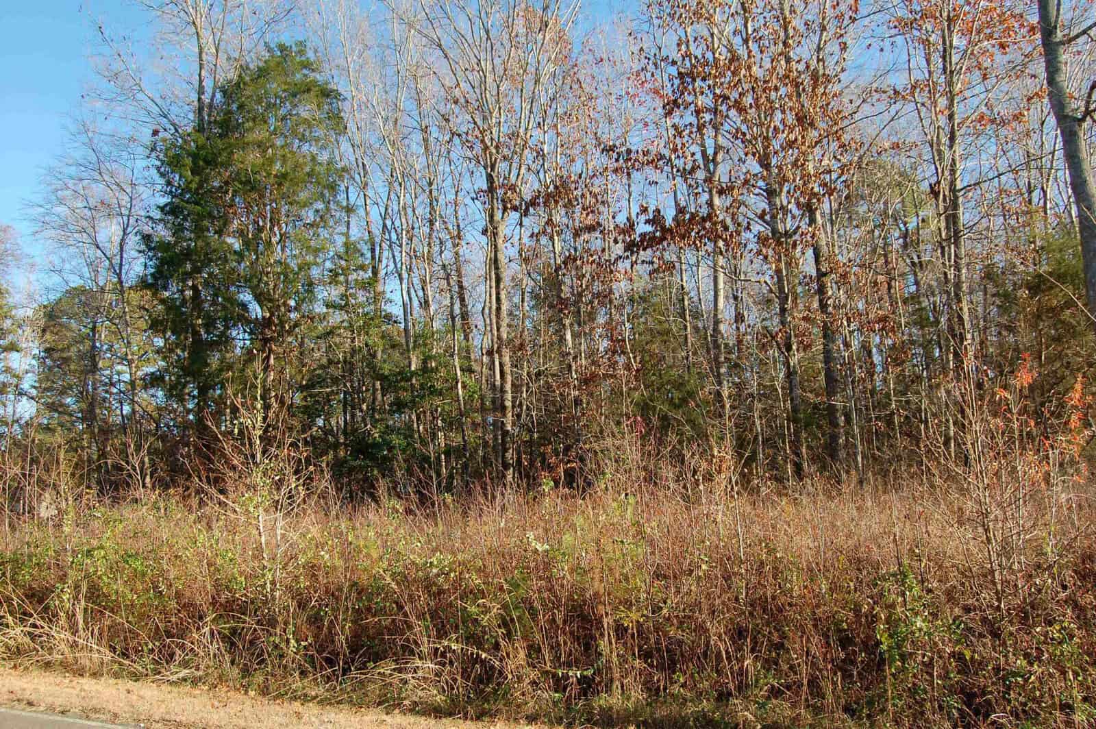 An autumn forest scene with a mix of bare and leaf-covered trees under a clear blue sky. The foreground features dry grass and shrubs with a road visible on the left edge of the image.
