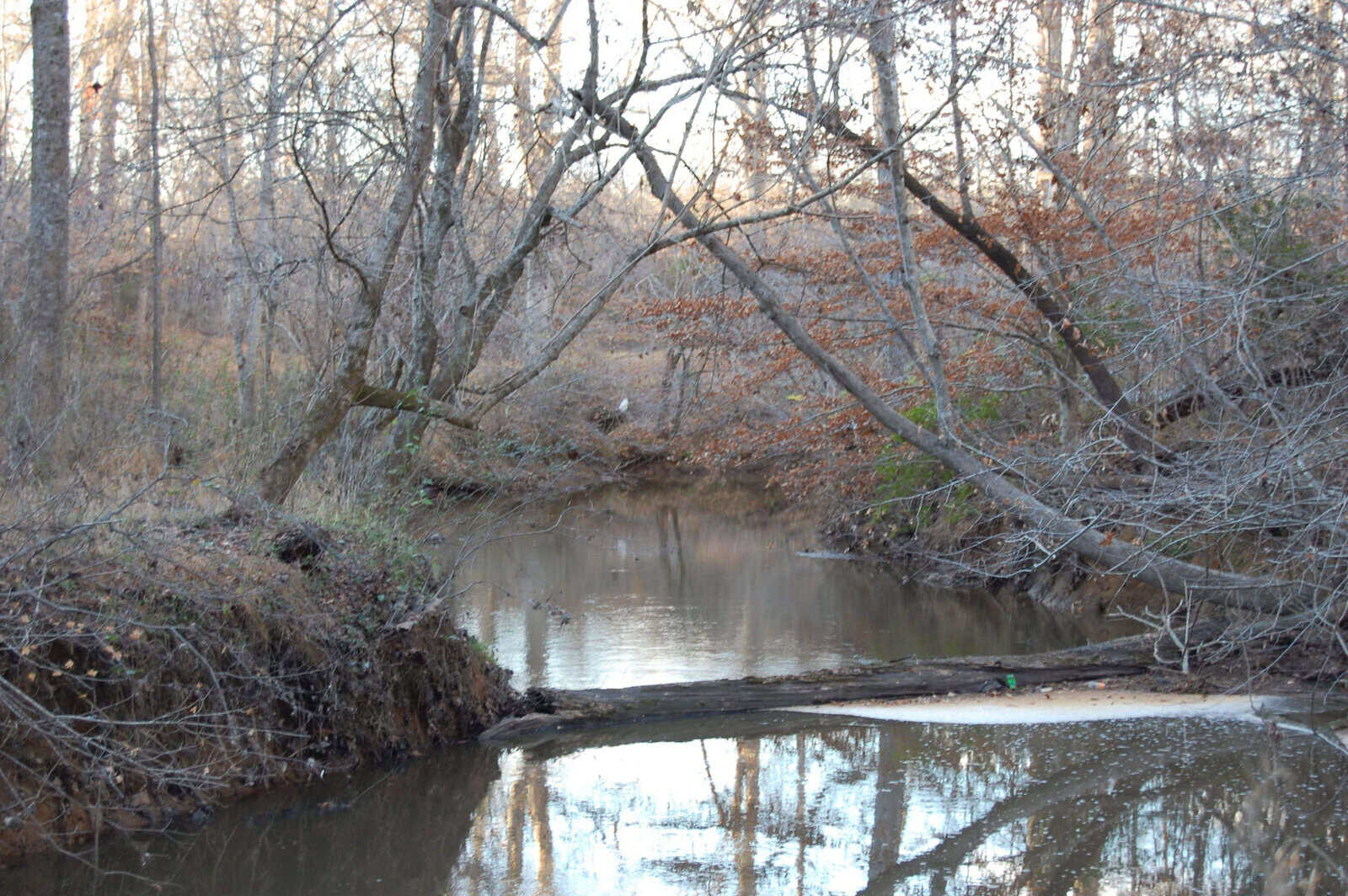 A creek flows gently under bare, arching tree branches in a winter forest. The surrounding trees have few leaves, and the water reflects the overcast sky. A fallen log partially crosses the creek in the foreground.