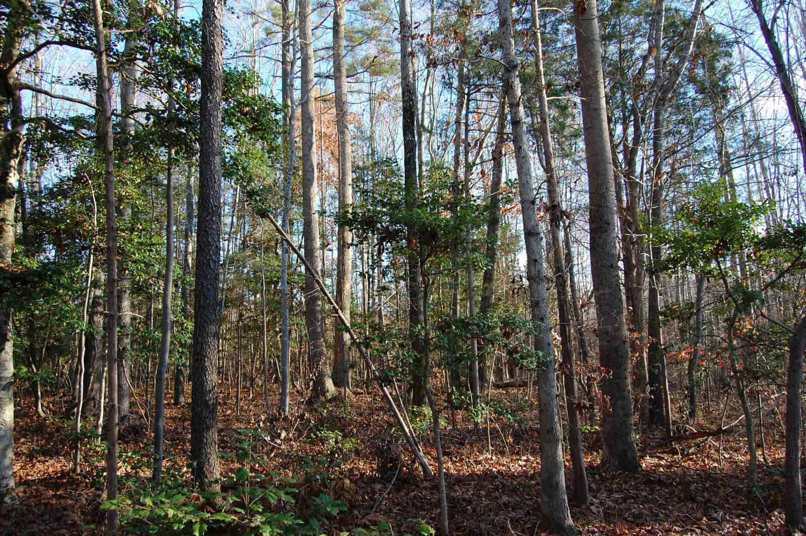 A forest scene with tall trees, some with green leaves and others bare. The ground is covered with brown fallen leaves. Sunlight filters through the branches, creating a mix of light and shadow.