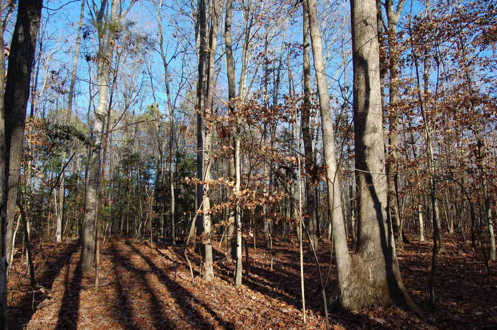 A forest scene with tall trees during fall. The ground is covered with brown leaves, and the trees are mostly bare. Sunlight casts long shadows on the forest floor. The sky is clear and blue.