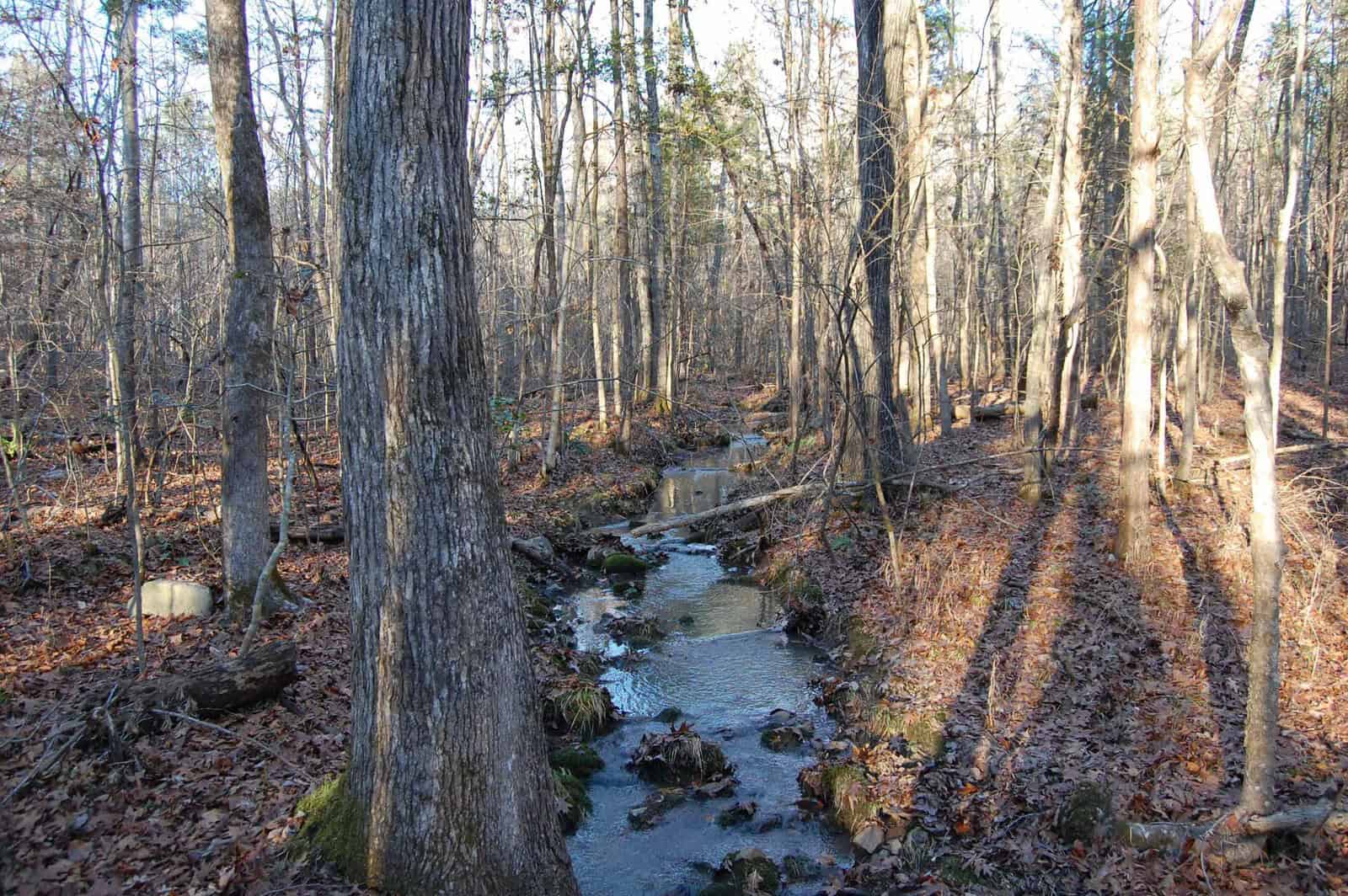 A small stream runs through a forest with tall trees, scattered rocks, and fallen leaves covering the ground. Sunlight filters through the branches, casting long shadows on the forest floor.