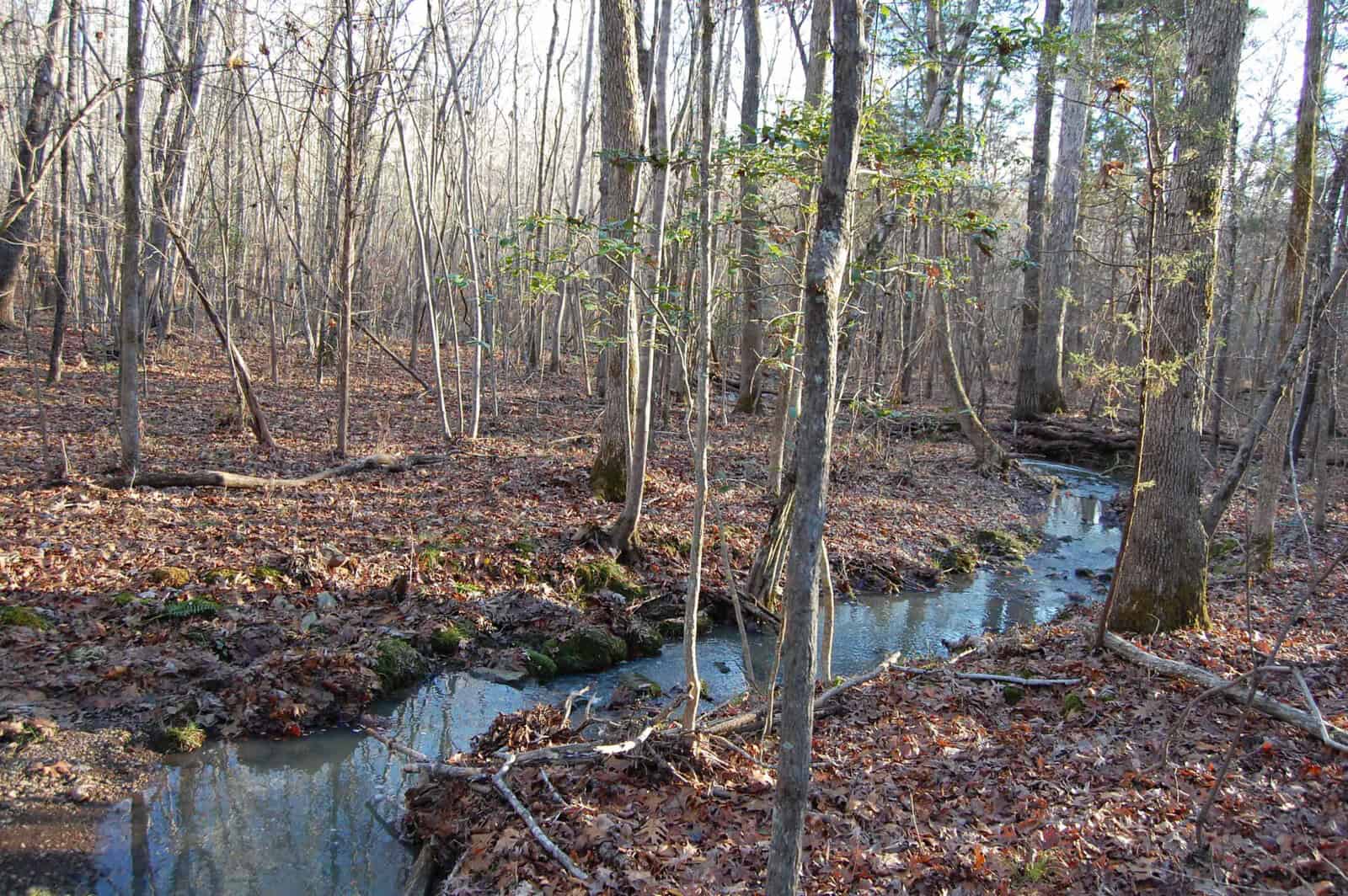A small stream flows through a forest with bare trees and a ground covered in fallen leaves. The scene is bathed in natural daylight, highlighting the tranquility of the wooded area.