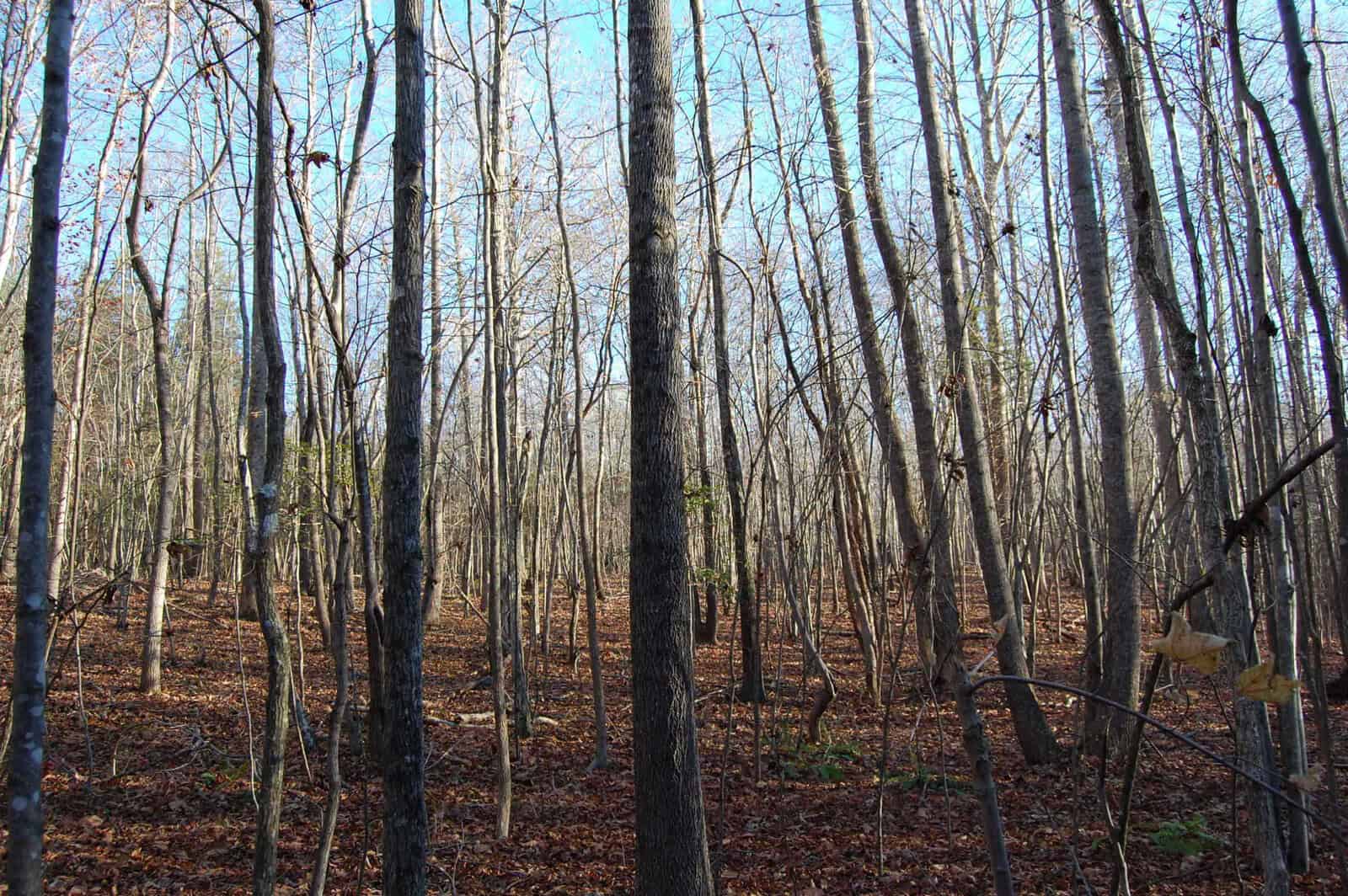 A forest scene with tall, leafless trees under a clear blue sky. The ground is covered with brown leaves. Sunlight filters through the branches, casting shadows on the forest floor.
