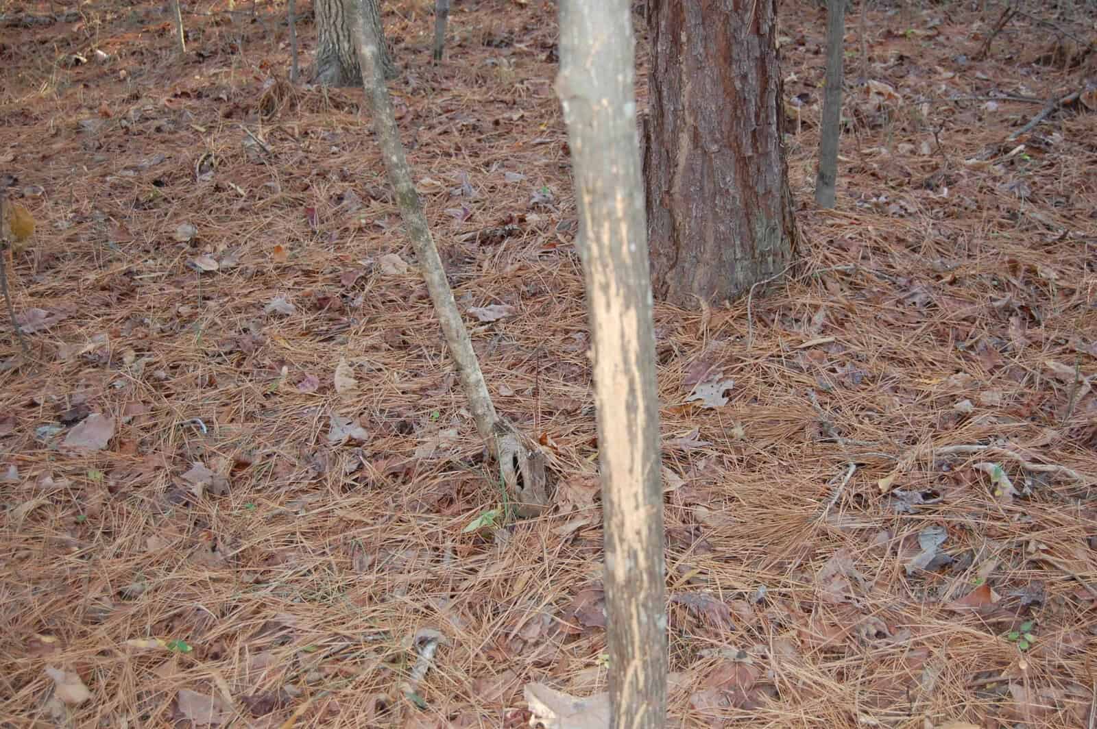 A tree trunk stands in a forest area covered with dry leaves and pine needles. Nearby, there are other trunks, and the forest floor is dense with fallen foliage.