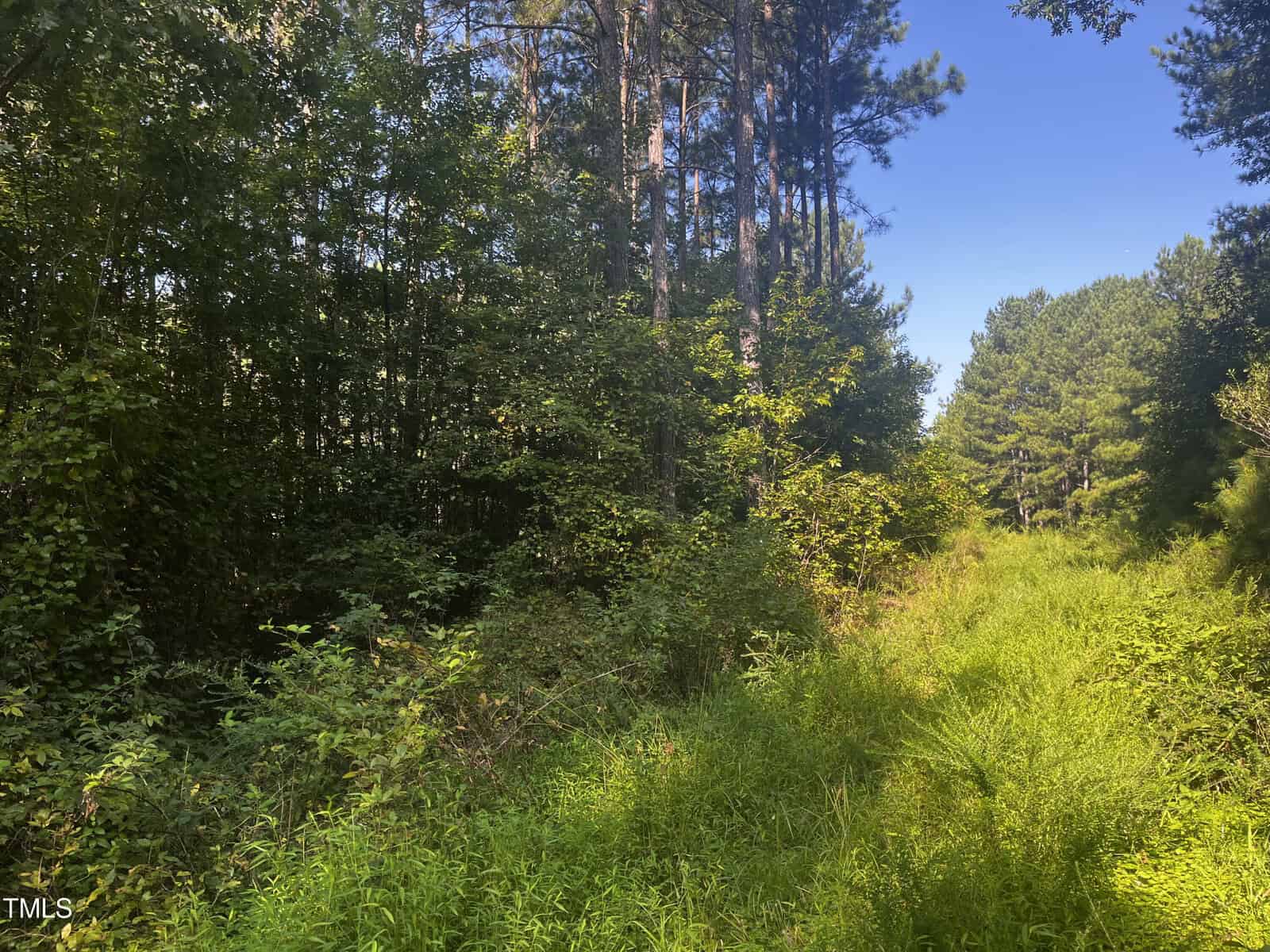 A lush, green forest with dense vegetation on a bright sunny day. Tall trees with leafy canopies surround a narrow, grassy path that winds into the distance. The sky is clear and blue, casting dappled sunlight onto the path and underbrush.
