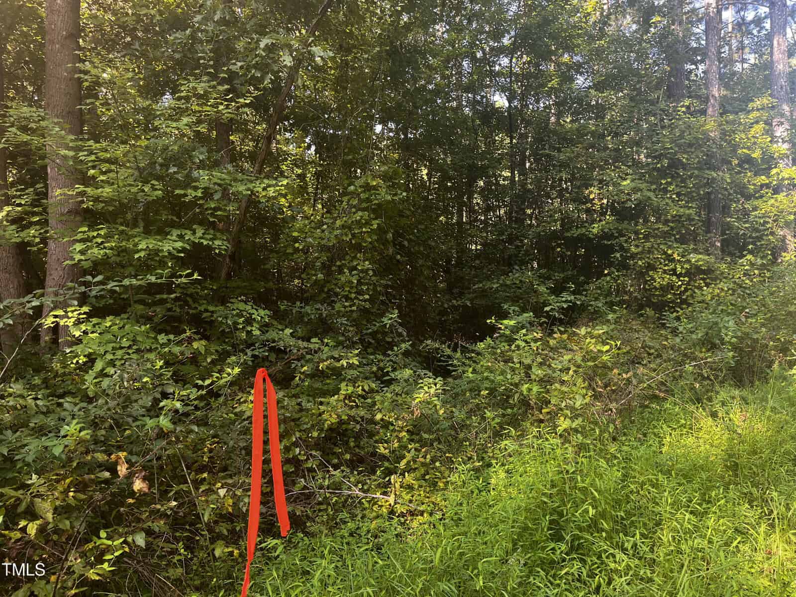 A densely wooded area with thick green foliage and underbrush. A single red ribbon or tape is tied to a tree branch in the foreground, likely marking a trail or boundary. Sunlight filters through the trees, casting dappled light on the forest floor.