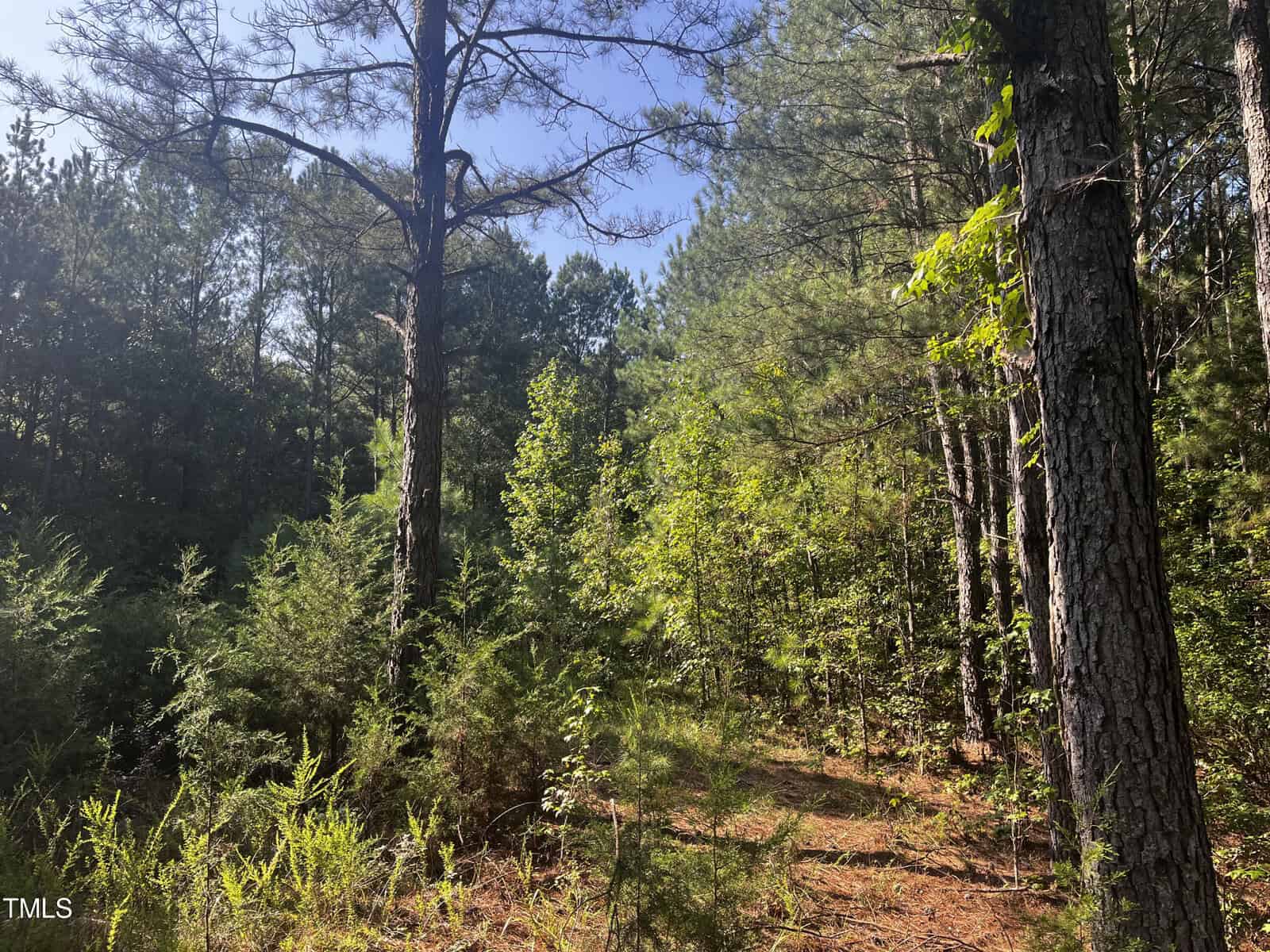 A dense forest with tall trees and abundant green foliage. Sunlight filters through the branches, casting dappled shadows on the ground covered in dry pine needles and small plants. The scene is peaceful and lush, depicting a natural woodland environment.