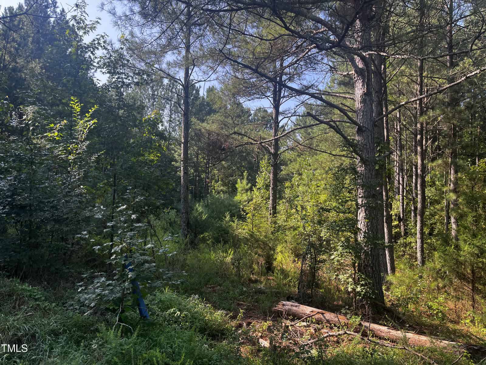 A lush forest scene with tall pine trees and dense undergrowth. Sunlight filters through the canopy, casting light patches on the forest floor. A fallen log rests among the greenery, and there's a blue marker or object visible among the foliage.