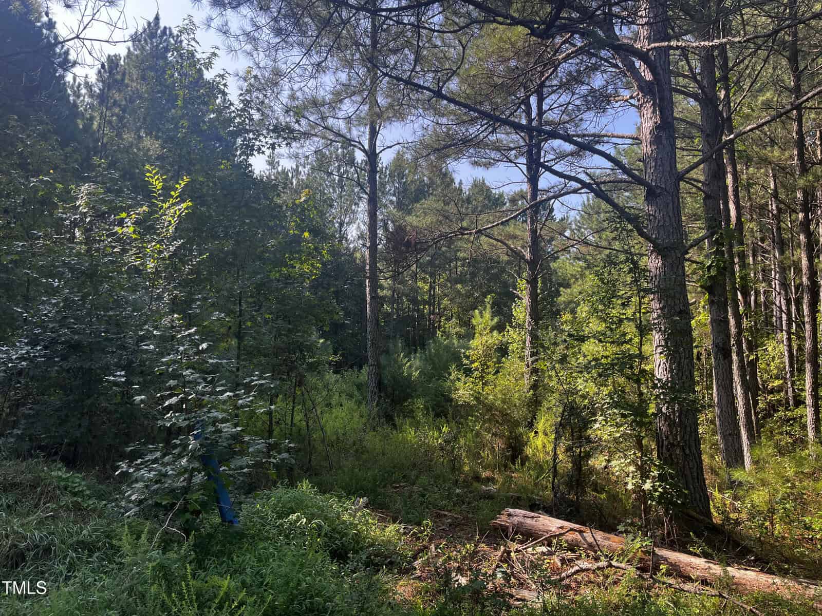 A lush forest with tall trees and dense underbrush on a sunny day. Light filters through the foliage, casting dappled shadows on the ground. A fallen log lies in the foreground, and a narrow path winds through the greenery.