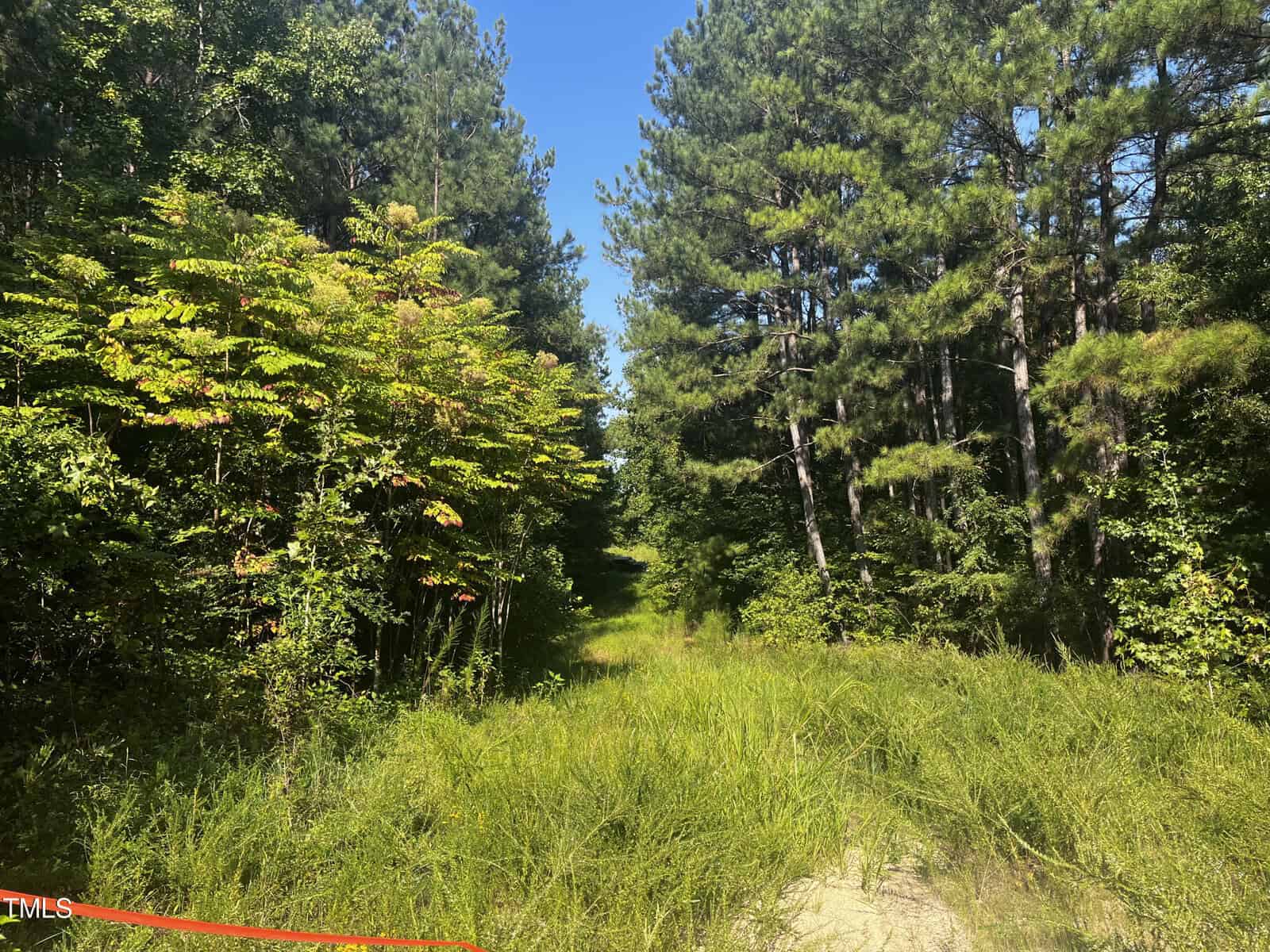 A dense forest scene with tall green trees and a clear blue sky. In the center is a narrow, grassy path leading deeper into the trees. The area is lush with vegetation, creating a natural, untouched atmosphere. A faint red line is visible at the bottom of the image.