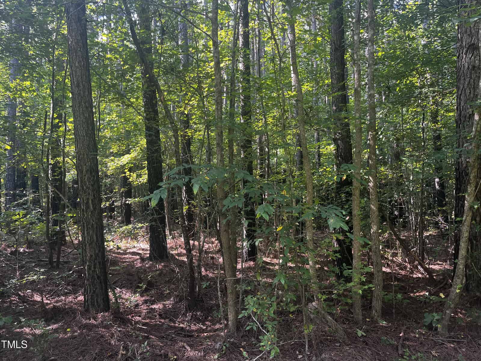 A densely wooded forest scene with tall trees and abundant greenery. Sunlight filters through the leaves, casting dappled light on the forest floor covered with leaves and twigs. The trees are closely spaced, creating a lush, natural environment.