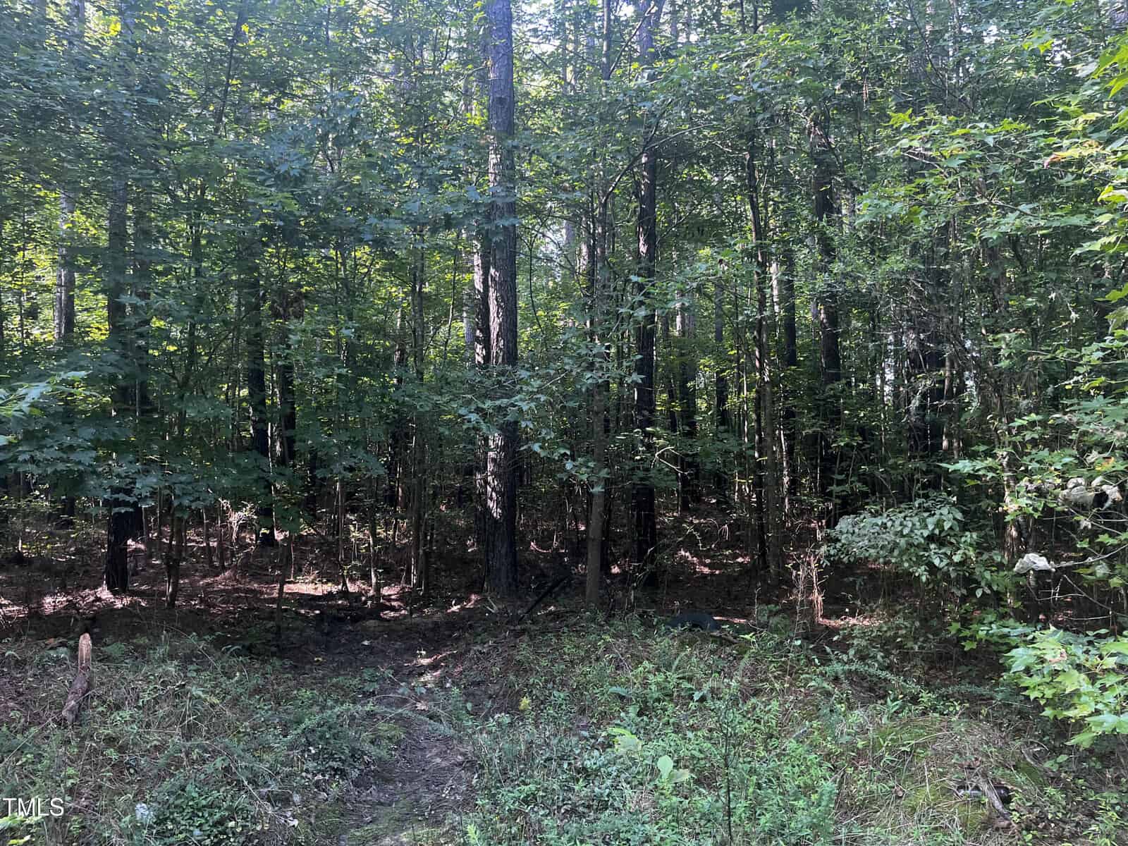 A dense forest with tall trees and underbrush. Sunlight filters through the foliage, creating dappled light on the forest floor. The ground is covered in leaves and small plants, with a narrow, barely visible path leading deeper into the woods.